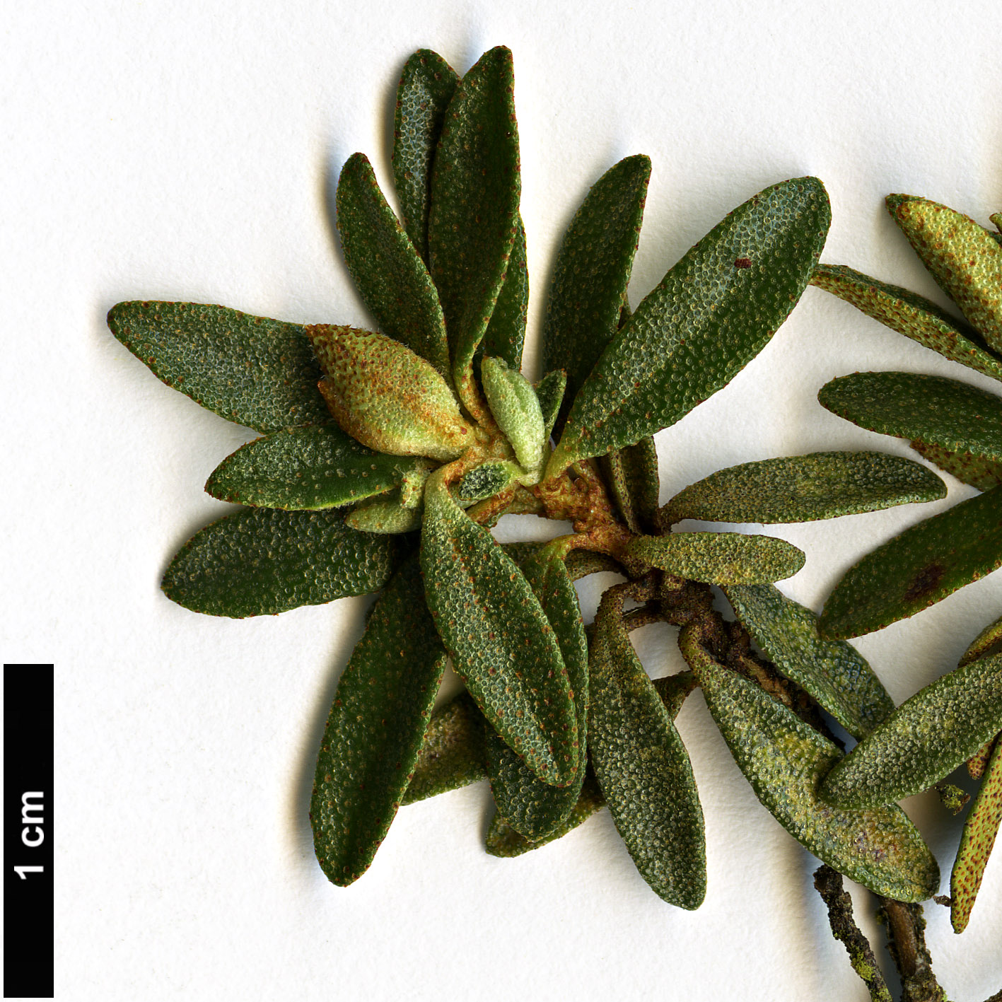 High resolution image: Family: Ericaceae - Genus: Rhododendron - Taxon: orthocladum