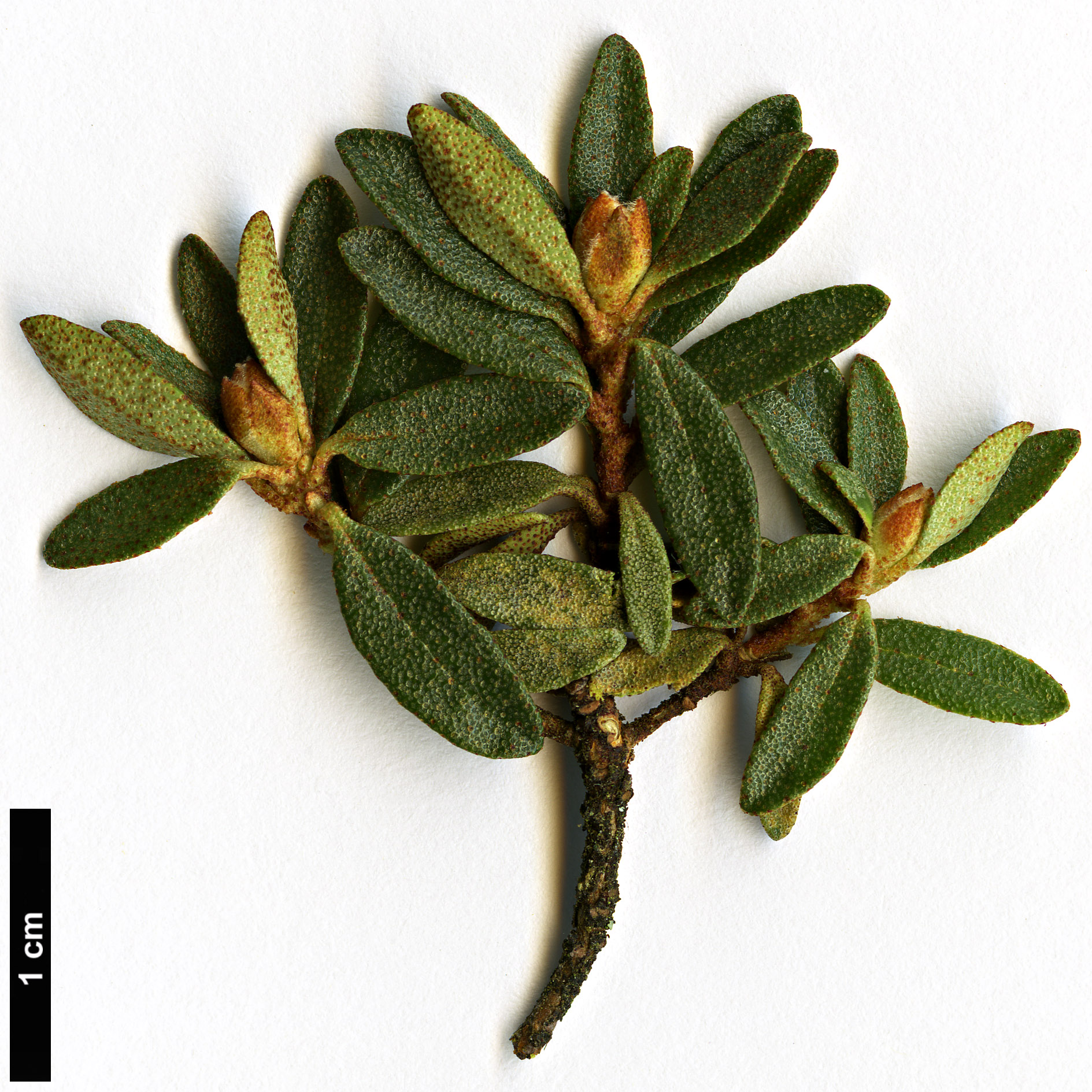 High resolution image: Family: Ericaceae - Genus: Rhododendron - Taxon: orthocladum