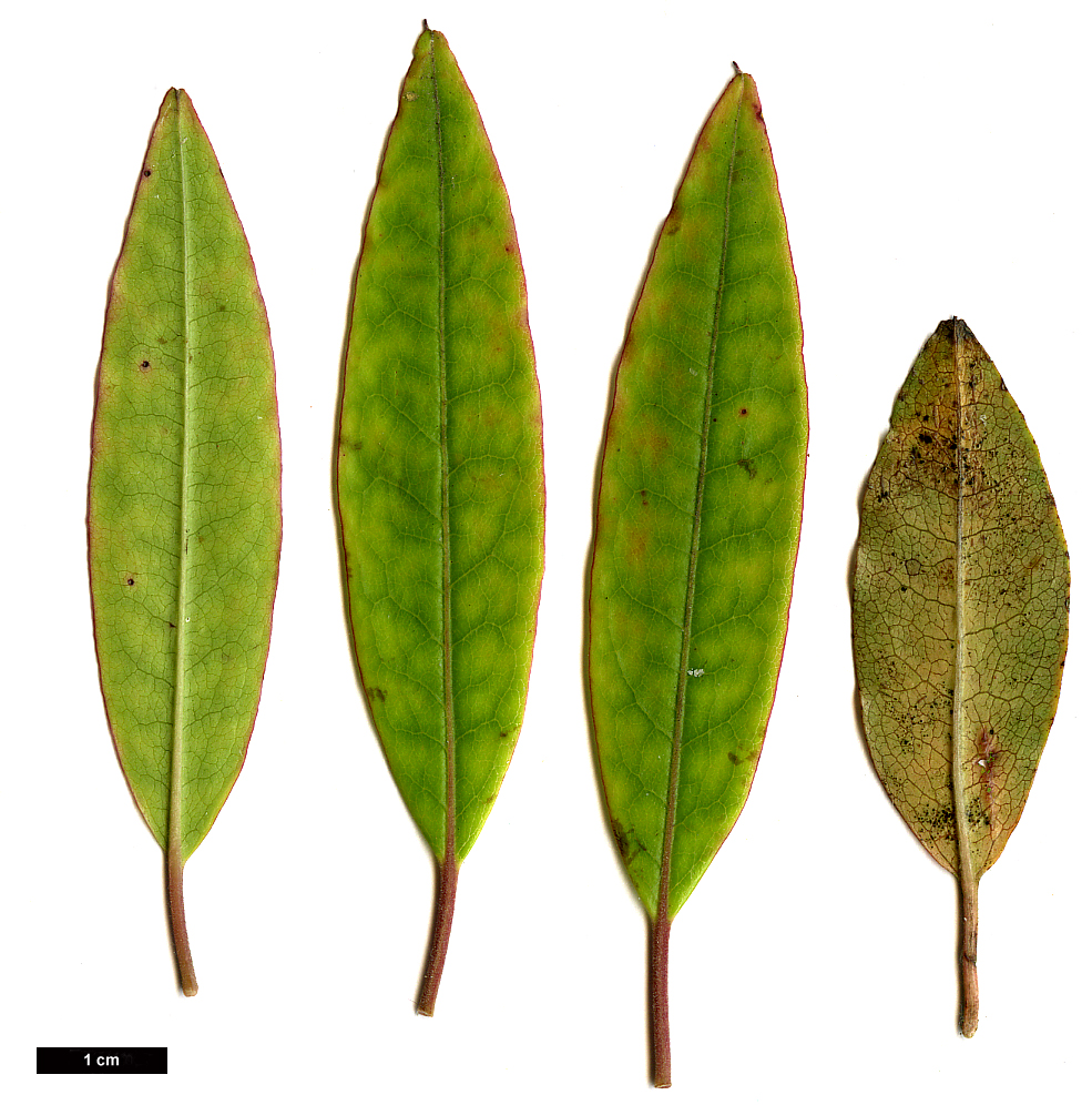 High resolution image: Family: Ericaceae - Genus: Rhododendron - Taxon: ovatum