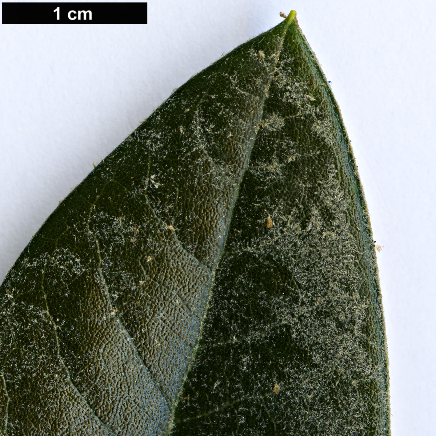 High resolution image: Family: Ericaceae - Genus: Rhododendron - Taxon: pachysanthum