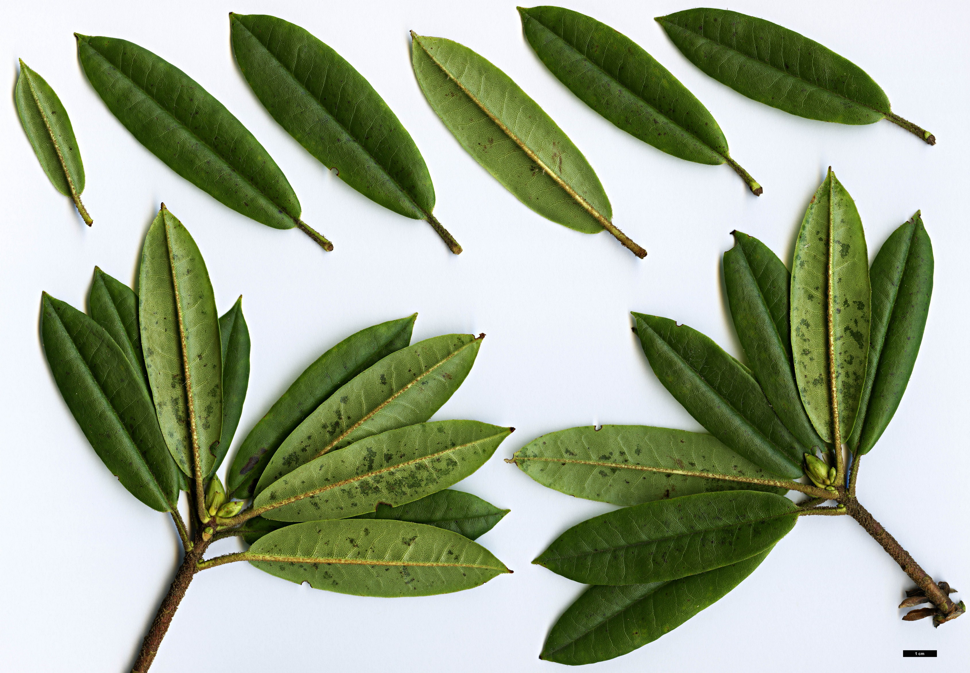 High resolution image: Family: Ericaceae - Genus: Rhododendron - Taxon: pachytrichum