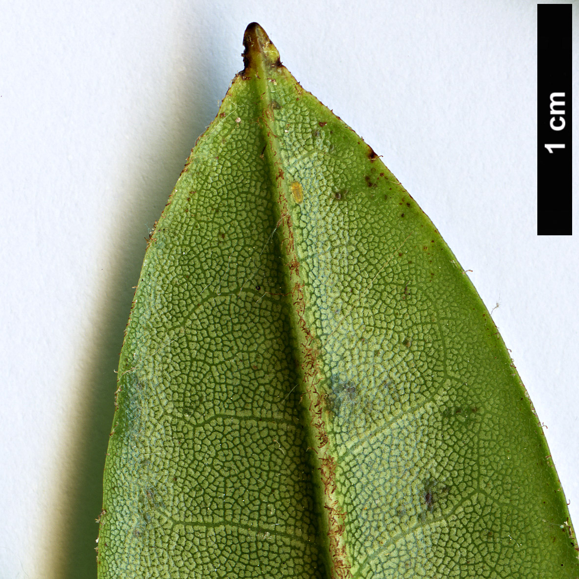 High resolution image: Family: Ericaceae - Genus: Rhododendron - Taxon: pachytrichum