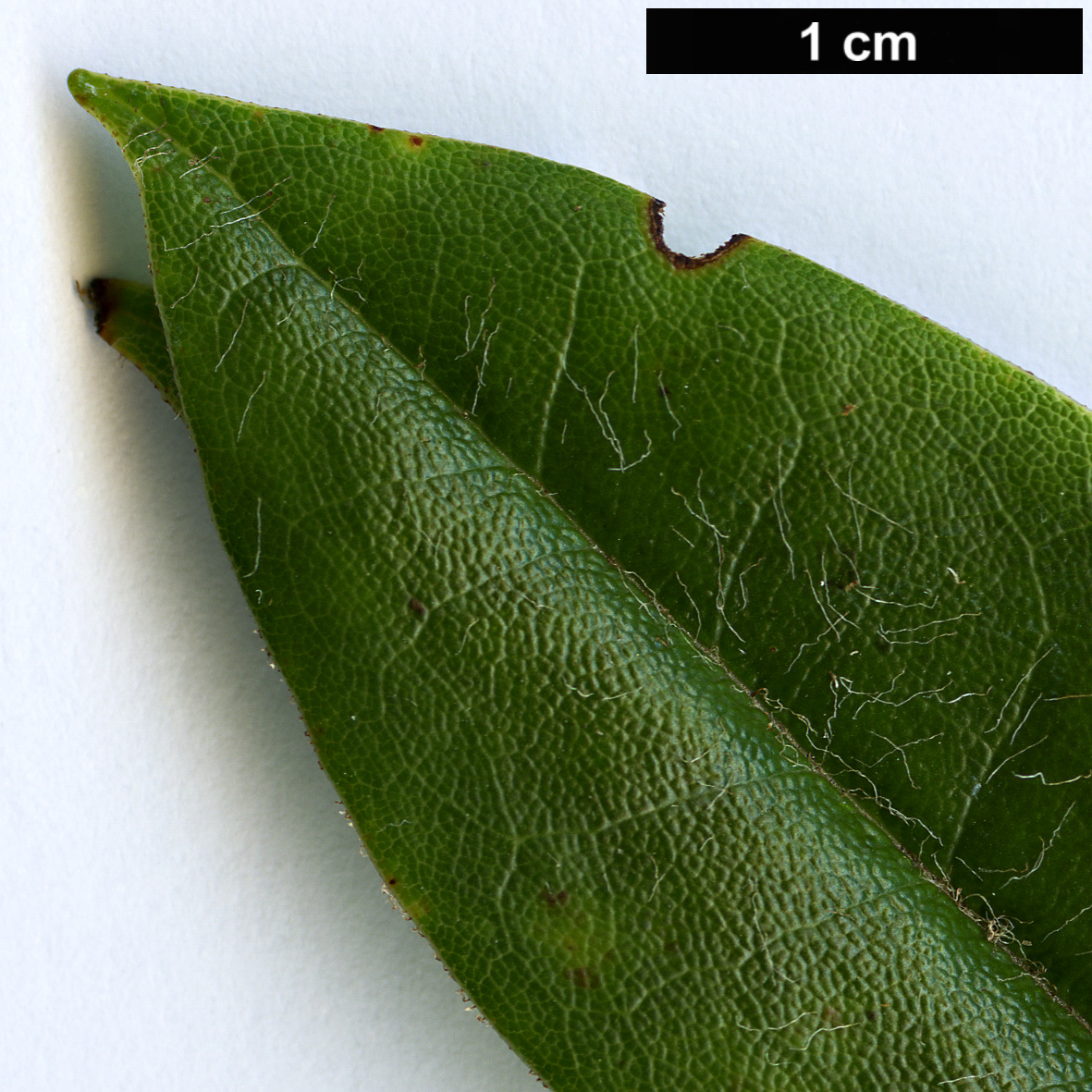 High resolution image: Family: Ericaceae - Genus: Rhododendron - Taxon: pachytrichum