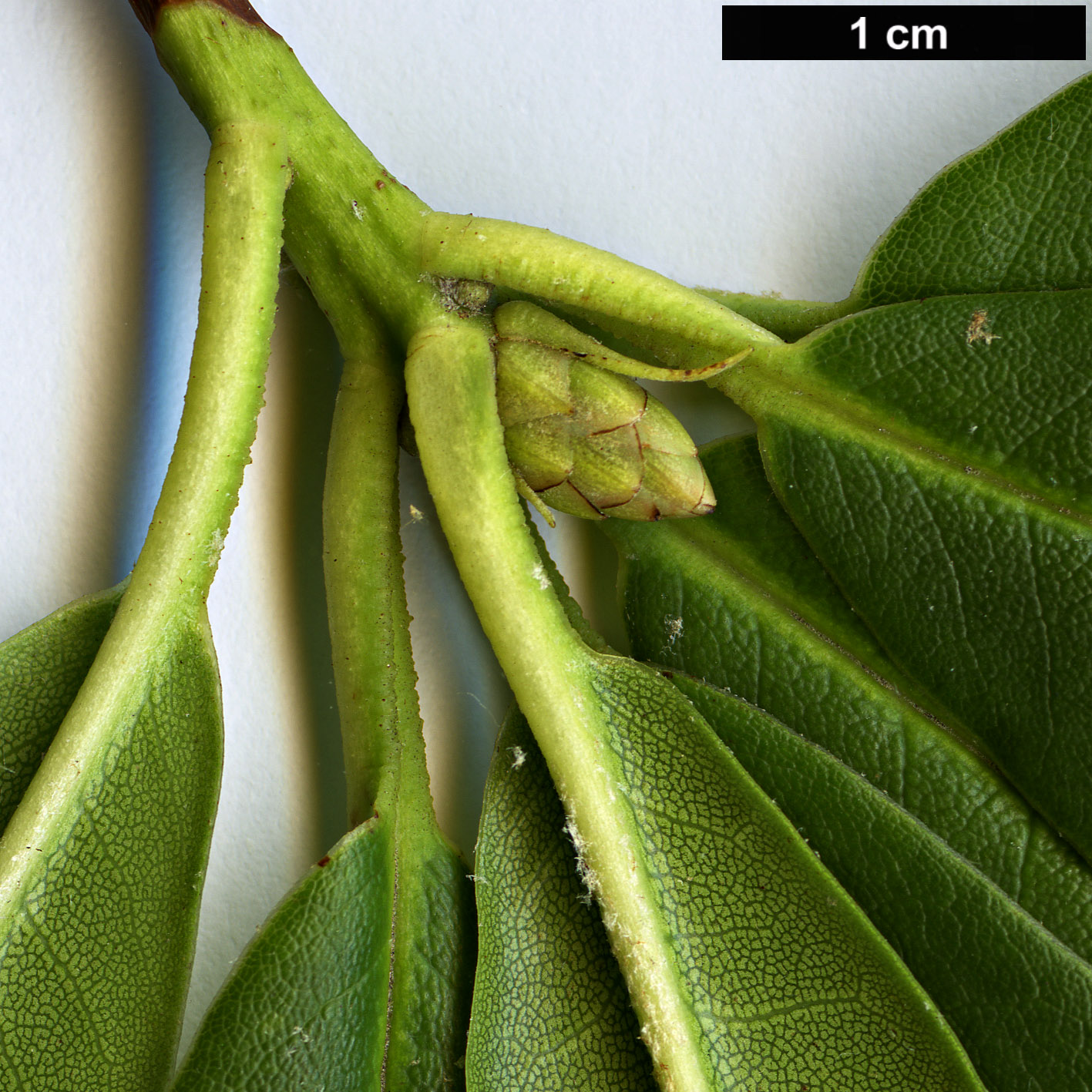High resolution image: Family: Ericaceae - Genus: Rhododendron - Taxon: papillatum