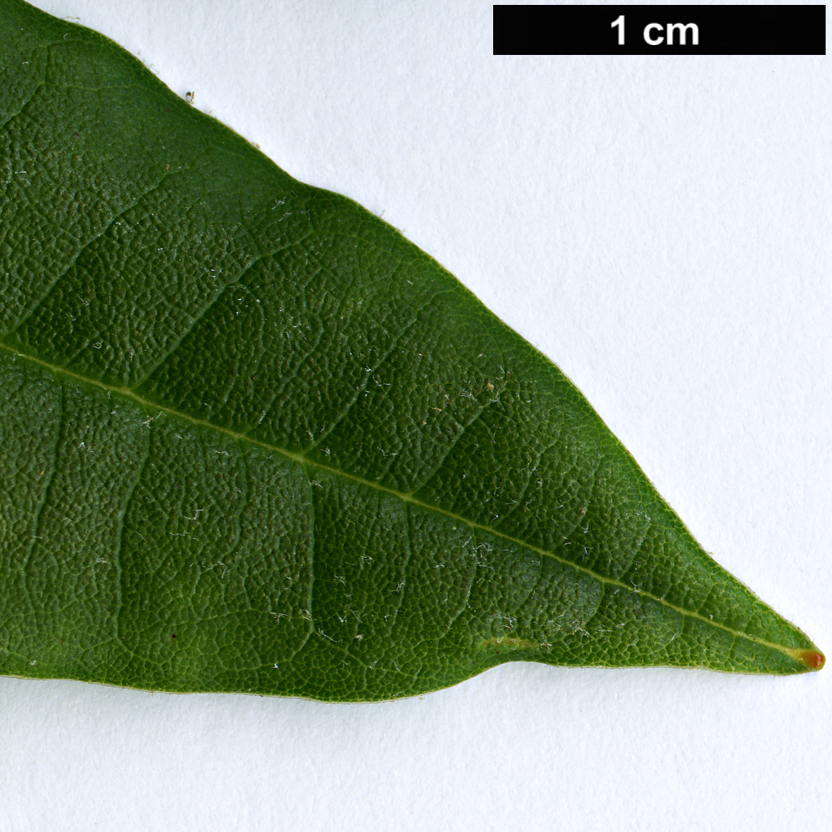 High resolution image: Family: Ericaceae - Genus: Rhododendron - Taxon: papillatum