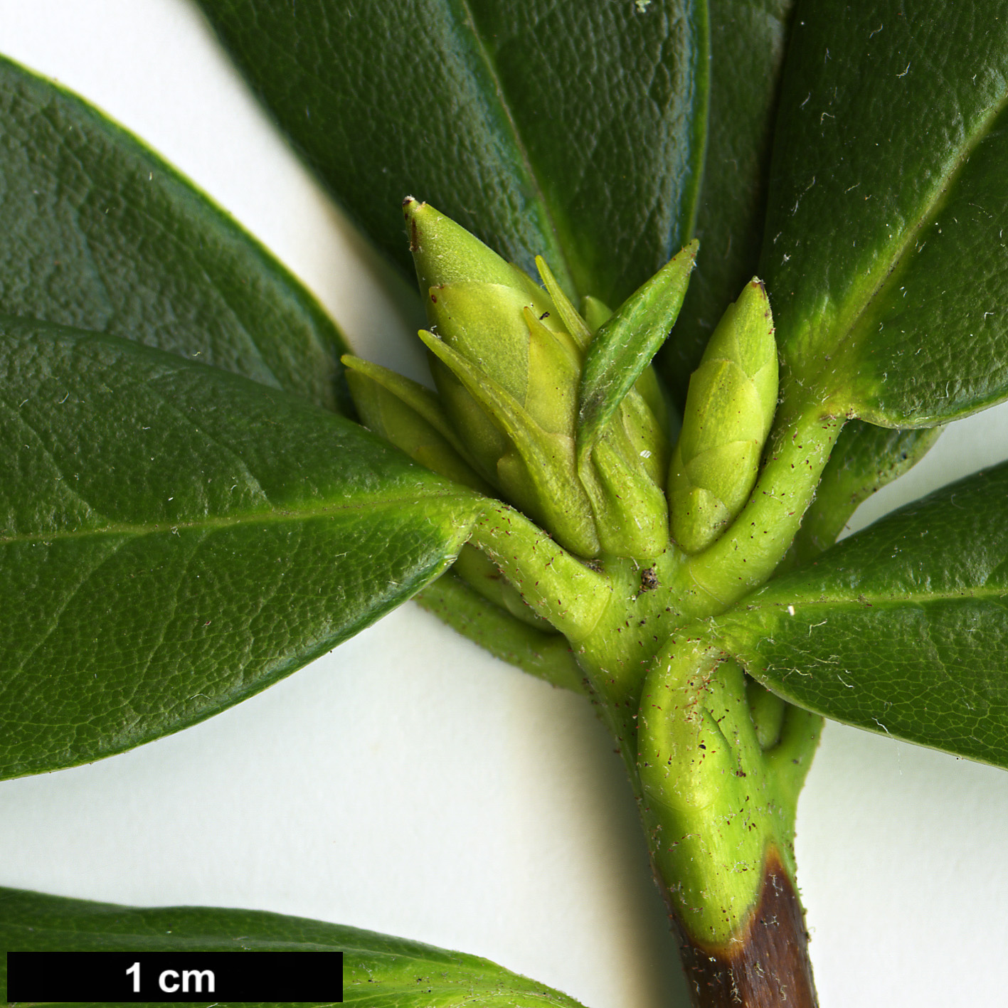 High resolution image: Family: Ericaceae - Genus: Rhododendron - Taxon: parmulatum - SpeciesSub: 'Ochelot'