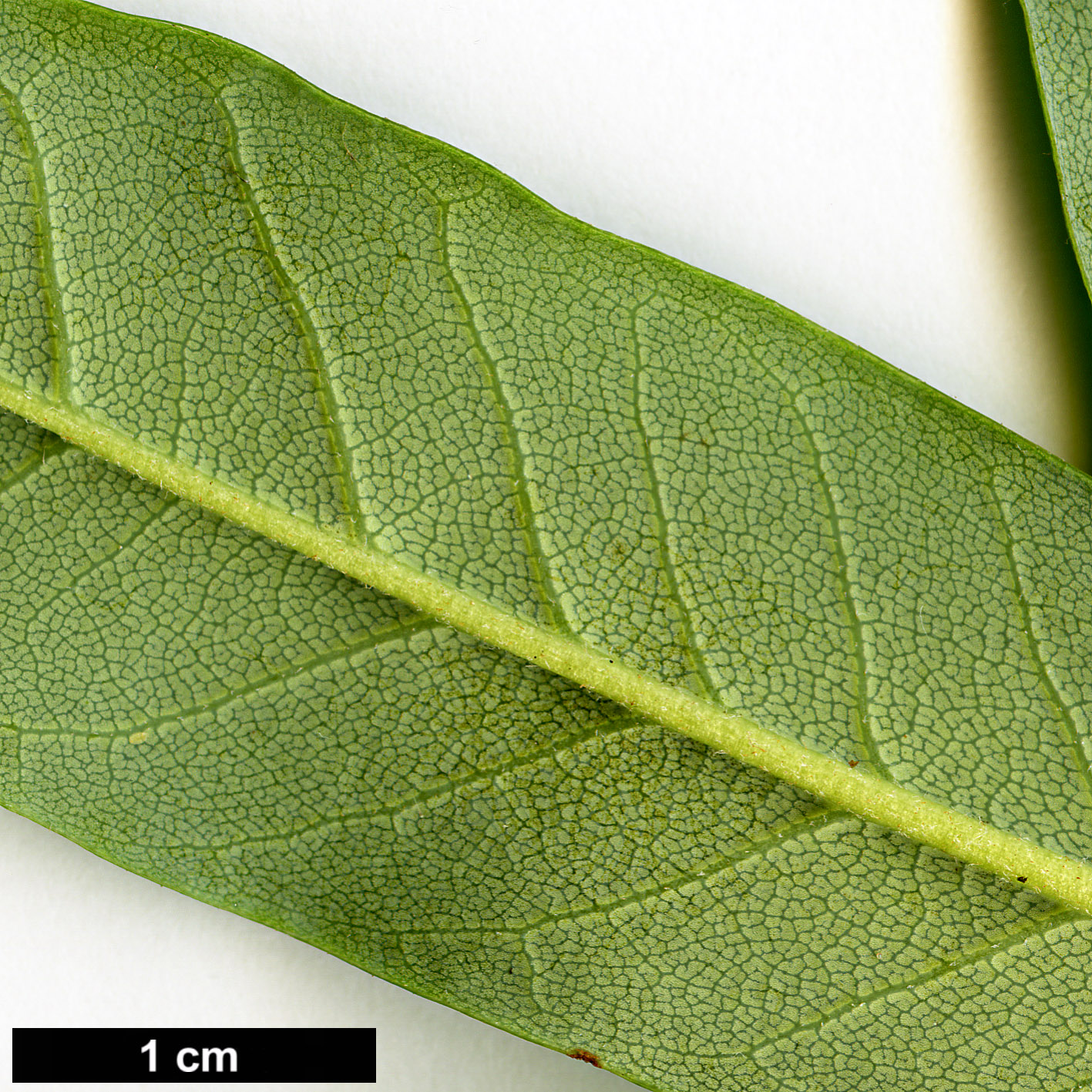 High resolution image: Family: Ericaceae - Genus: Rhododendron - Taxon: parmulatum - SpeciesSub: 'Ochelot'
