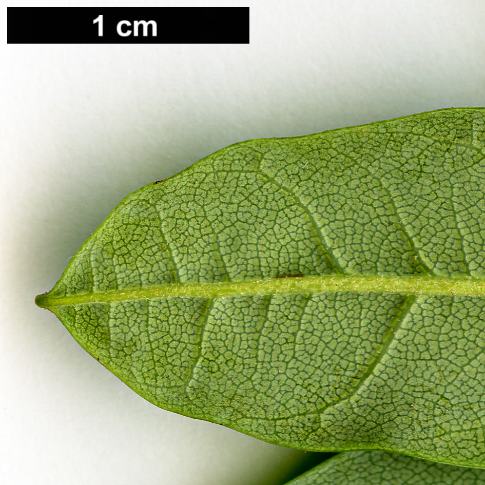 High resolution image: Family: Ericaceae - Genus: Rhododendron - Taxon: parmulatum - SpeciesSub: 'Ochelot'