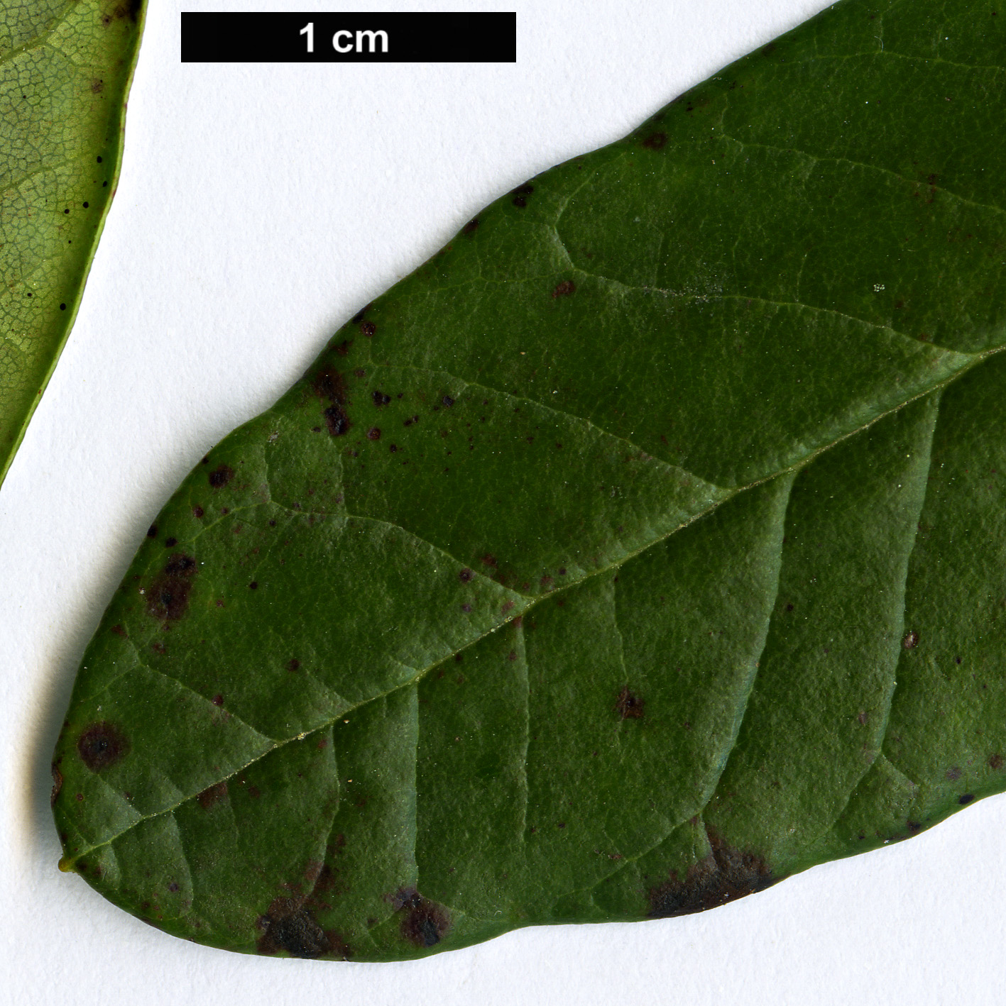 High resolution image: Family: Ericaceae - Genus: Rhododendron - Taxon: parmulatum