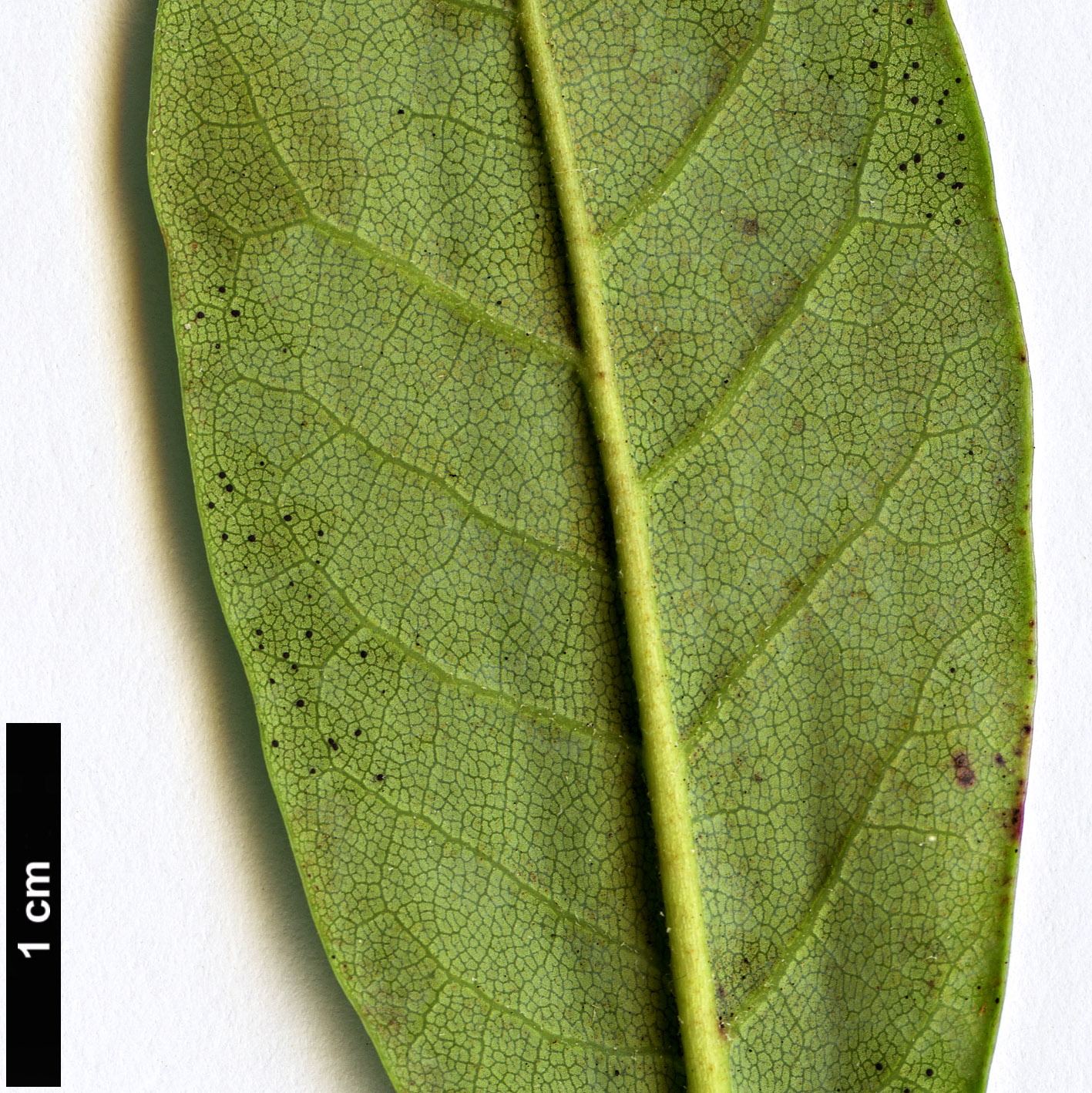 High resolution image: Family: Ericaceae - Genus: Rhododendron - Taxon: parmulatum