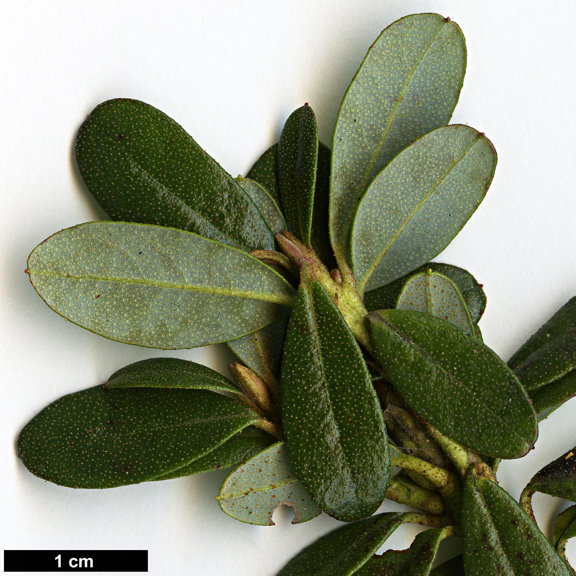 High resolution image: Family: Ericaceae - Genus: Rhododendron - Taxon: pemakoense