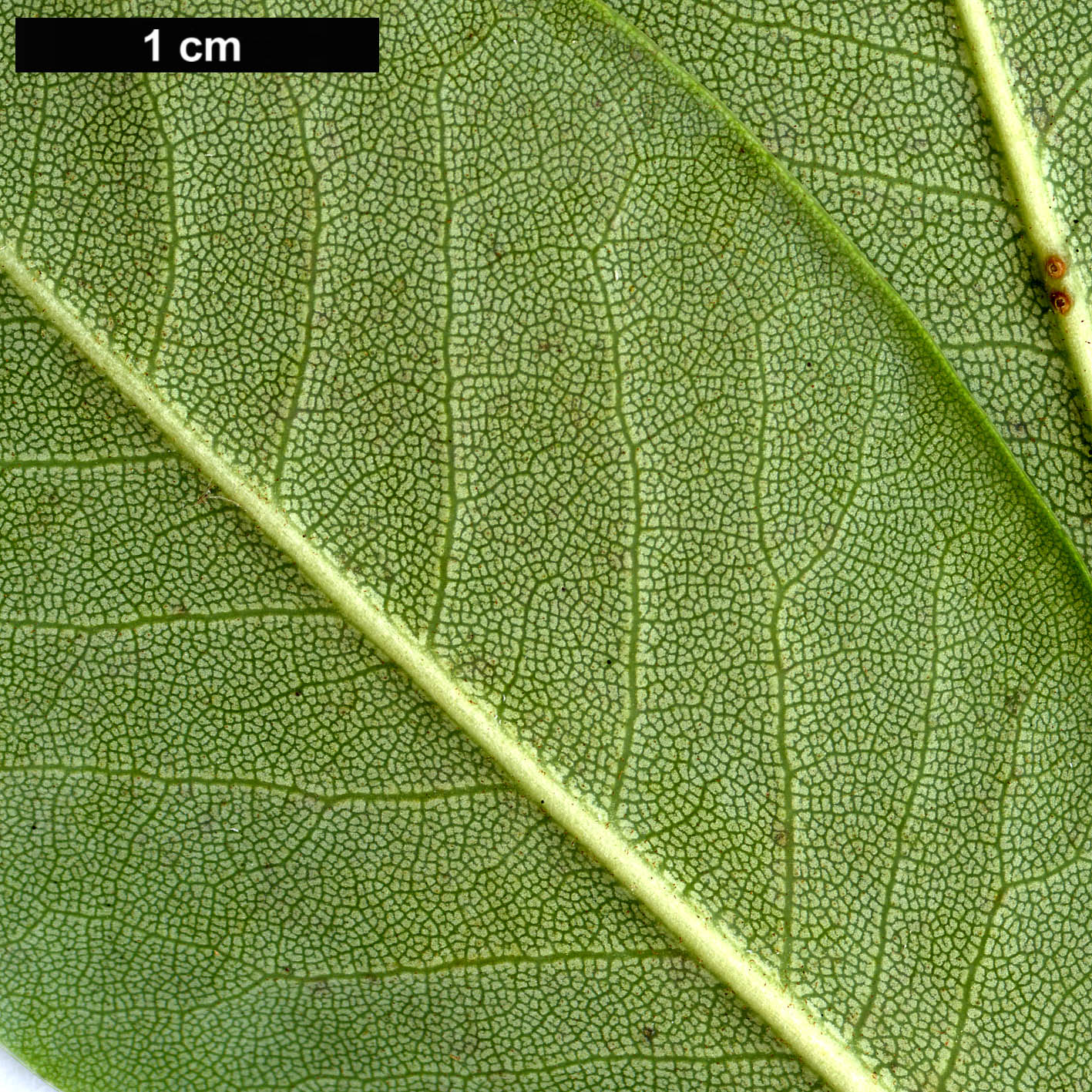 High resolution image: Family: Ericaceae - Genus: Rhododendron - Taxon: phaeochrysum