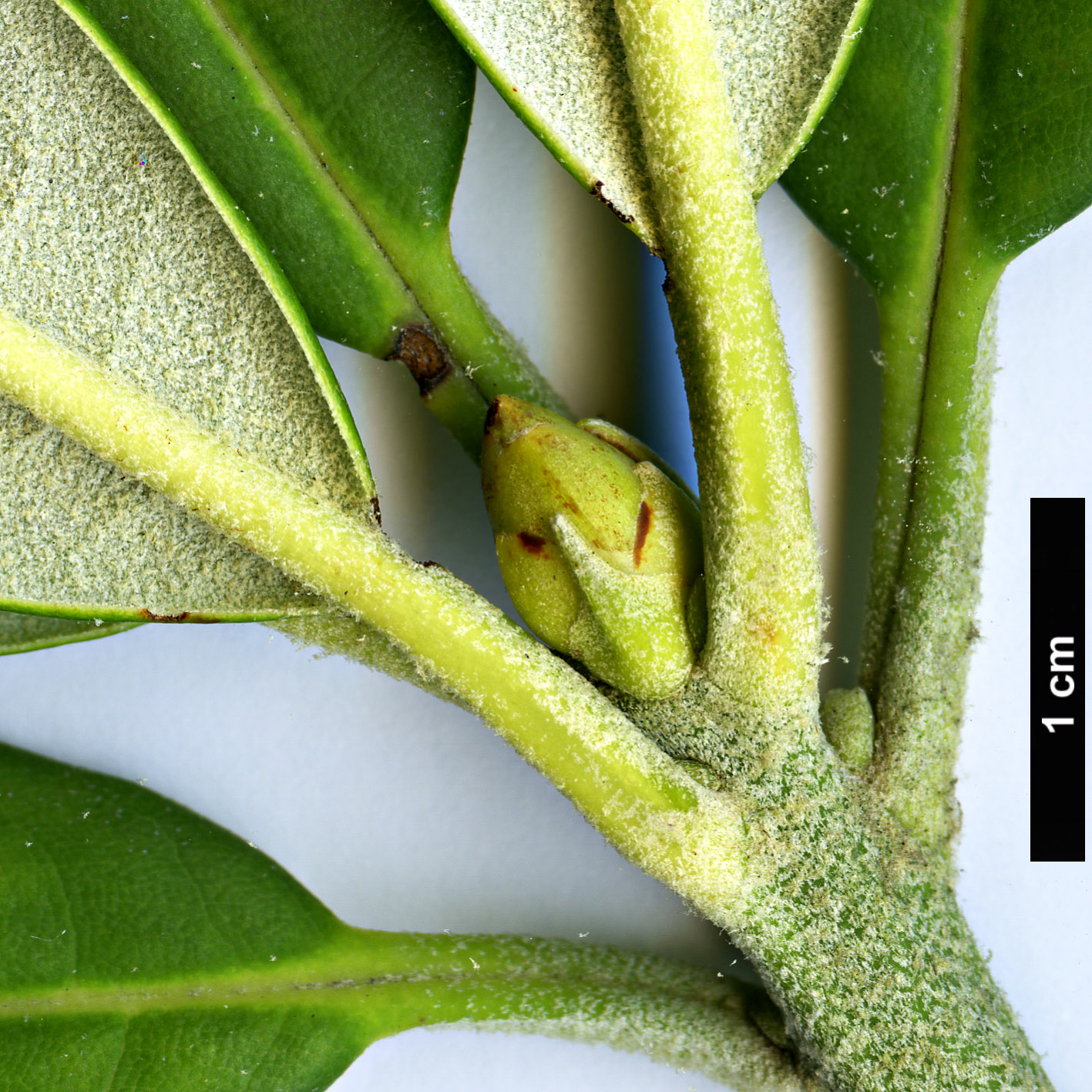 High resolution image: Family: Ericaceae - Genus: Rhododendron - Taxon: pingianum