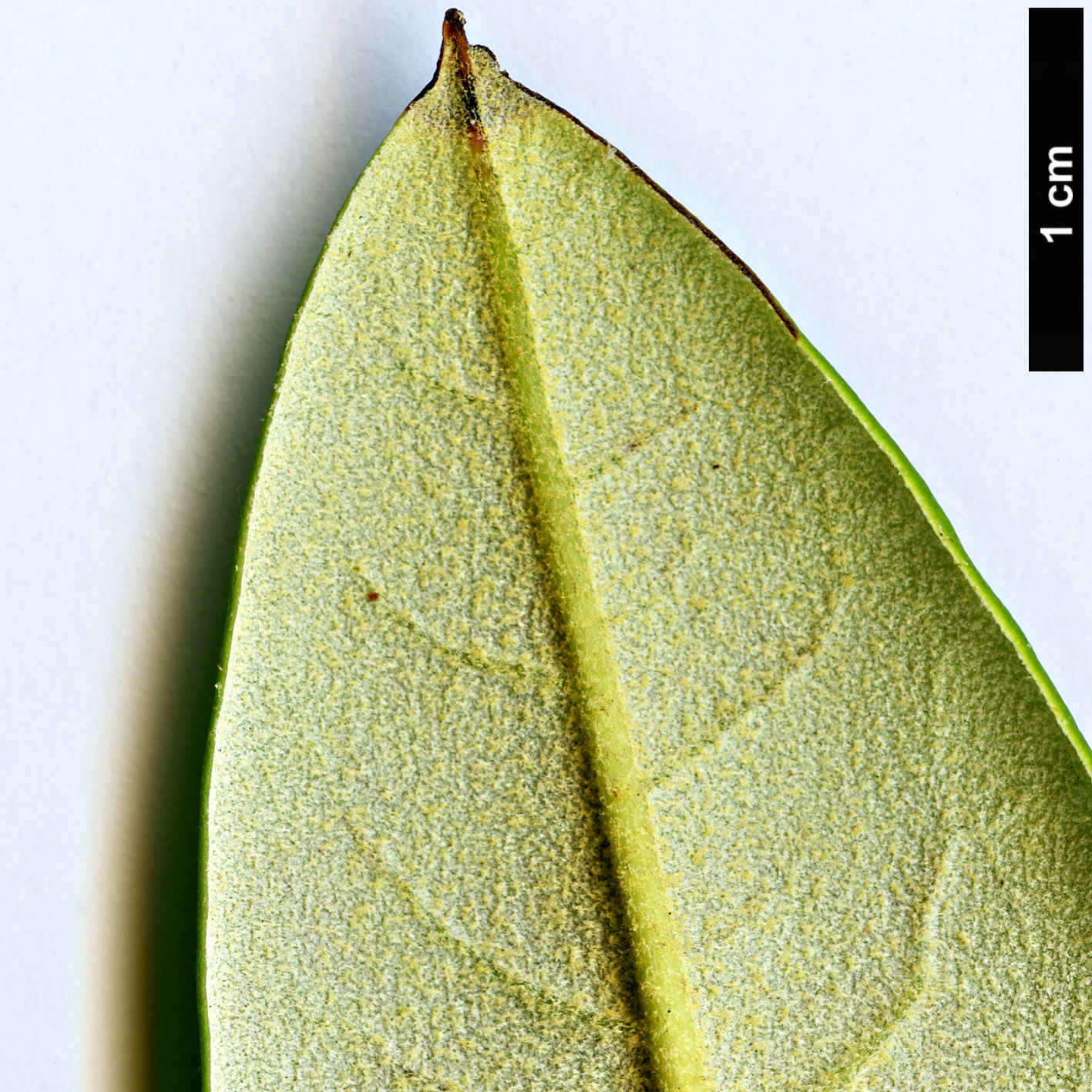 High resolution image: Family: Ericaceae - Genus: Rhododendron - Taxon: pingianum