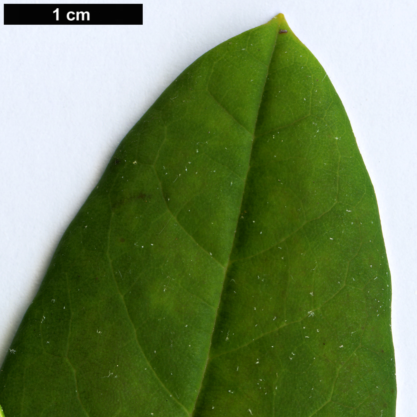 High resolution image: Family: Ericaceae - Genus: Rhododendron - Taxon: pingianum