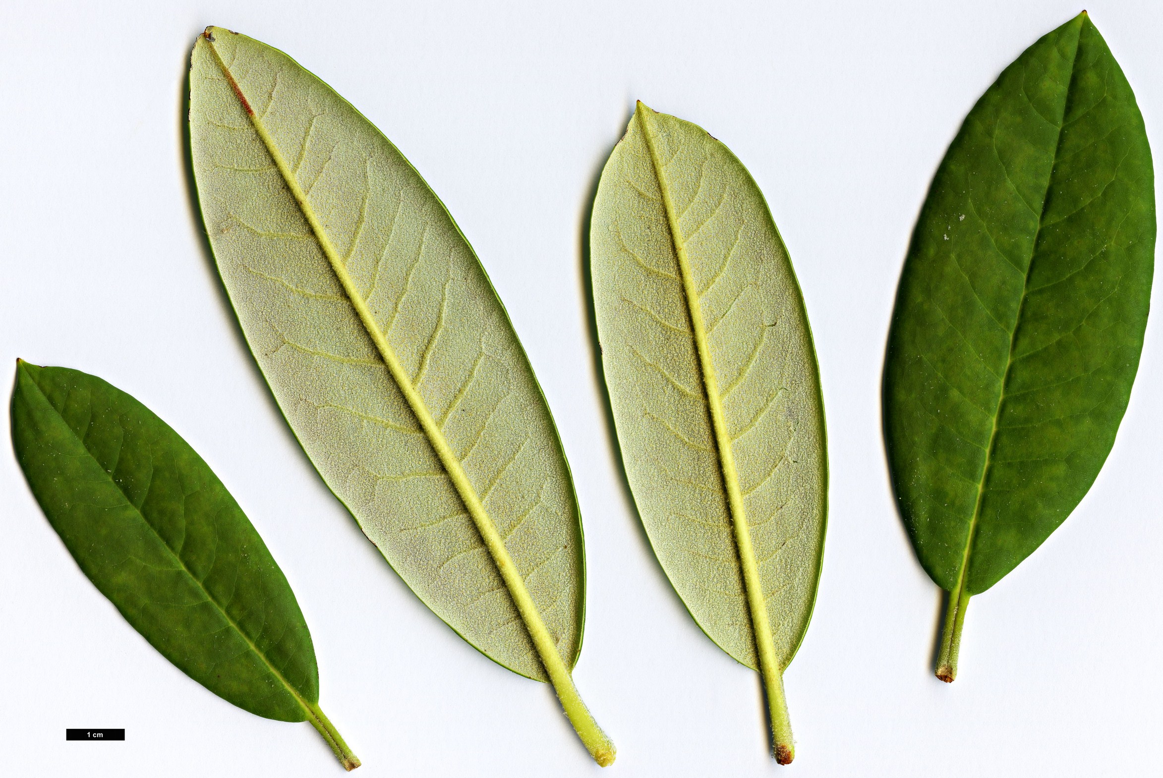 High resolution image: Family: Ericaceae - Genus: Rhododendron - Taxon: pingianum