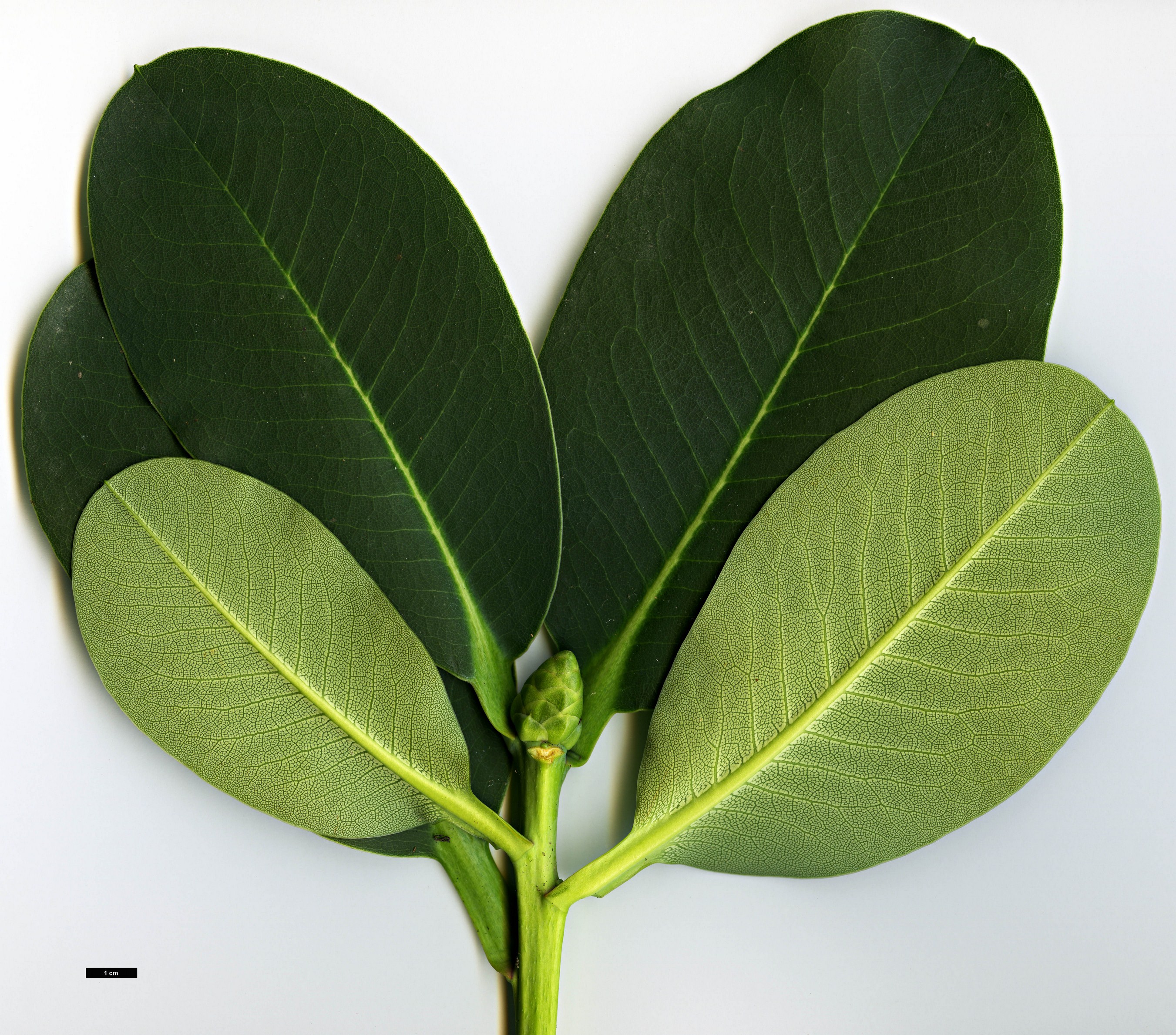 High resolution image: Family: Ericaceae - Genus: Rhododendron - Taxon: platypodum