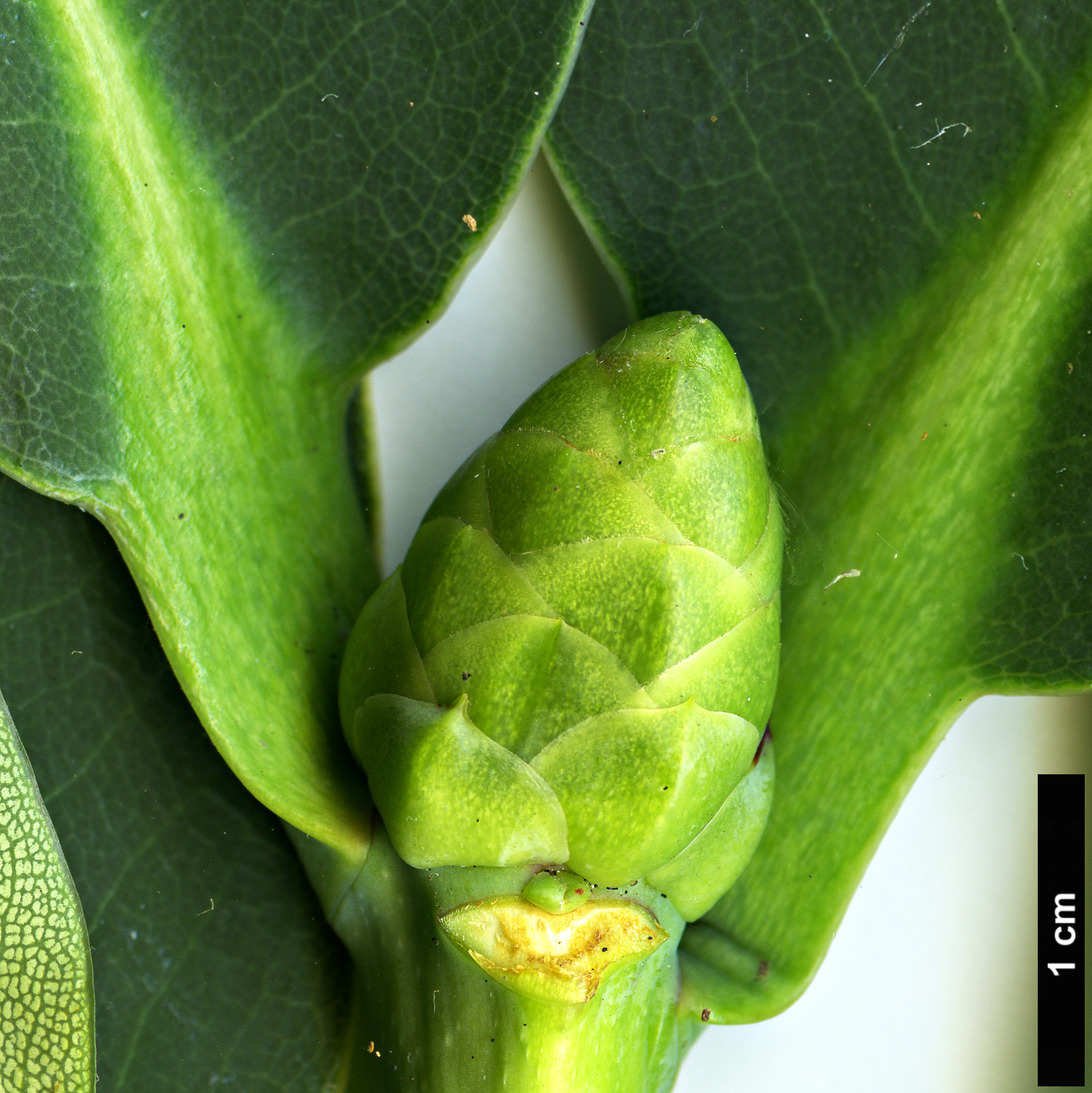 High resolution image: Family: Ericaceae - Genus: Rhododendron - Taxon: platypodum