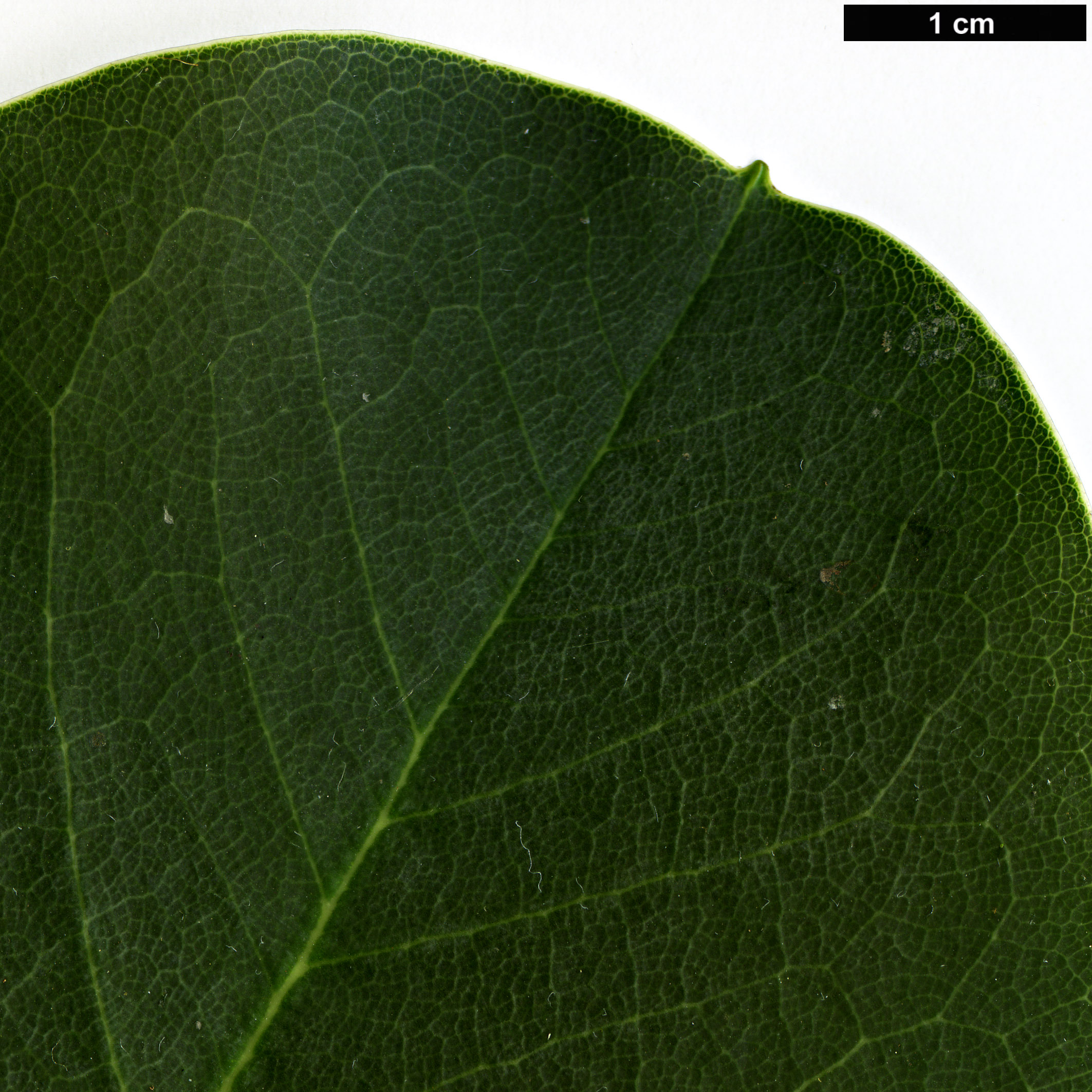 High resolution image: Family: Ericaceae - Genus: Rhododendron - Taxon: platypodum