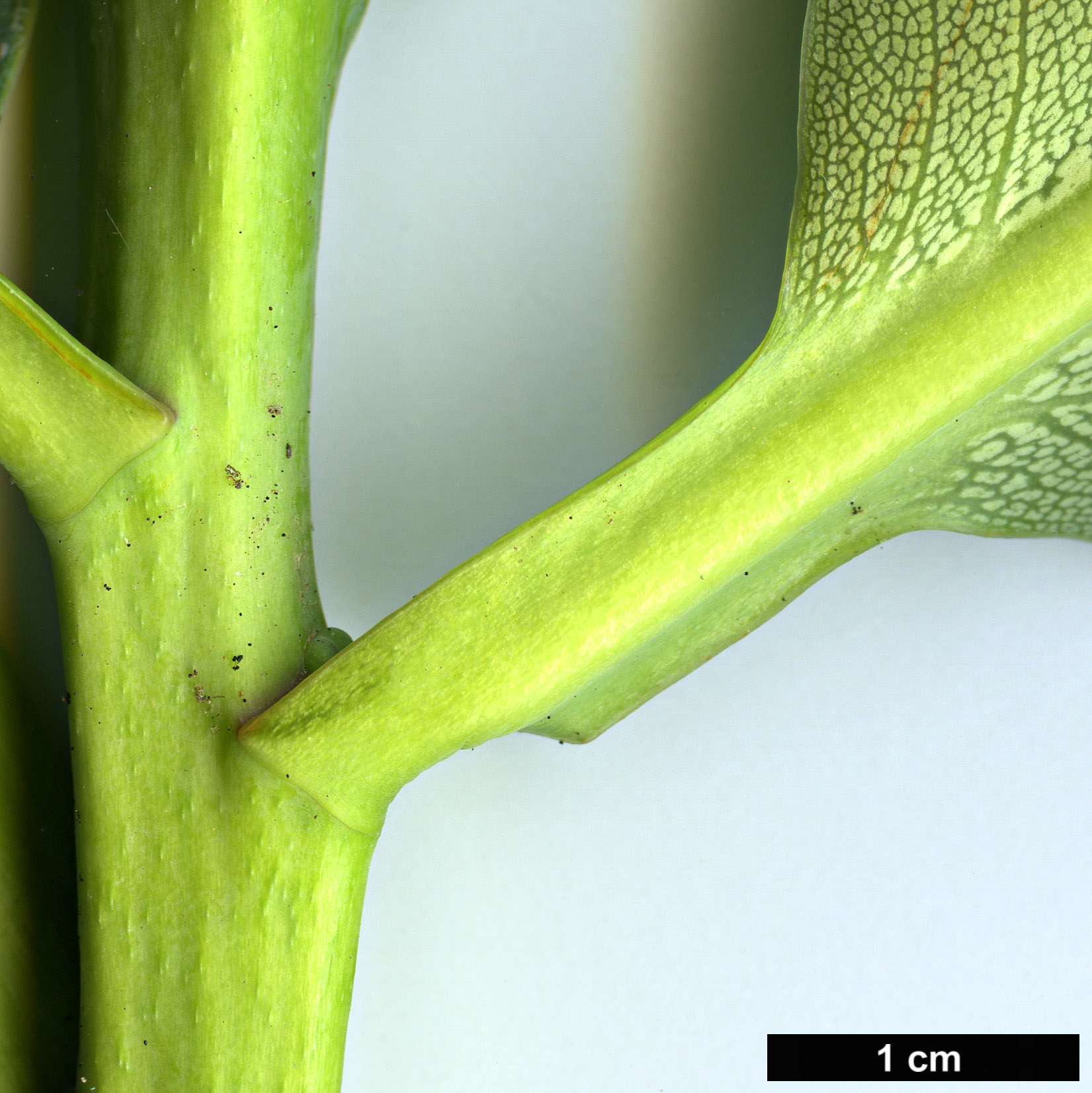 High resolution image: Family: Ericaceae - Genus: Rhododendron - Taxon: platypodum