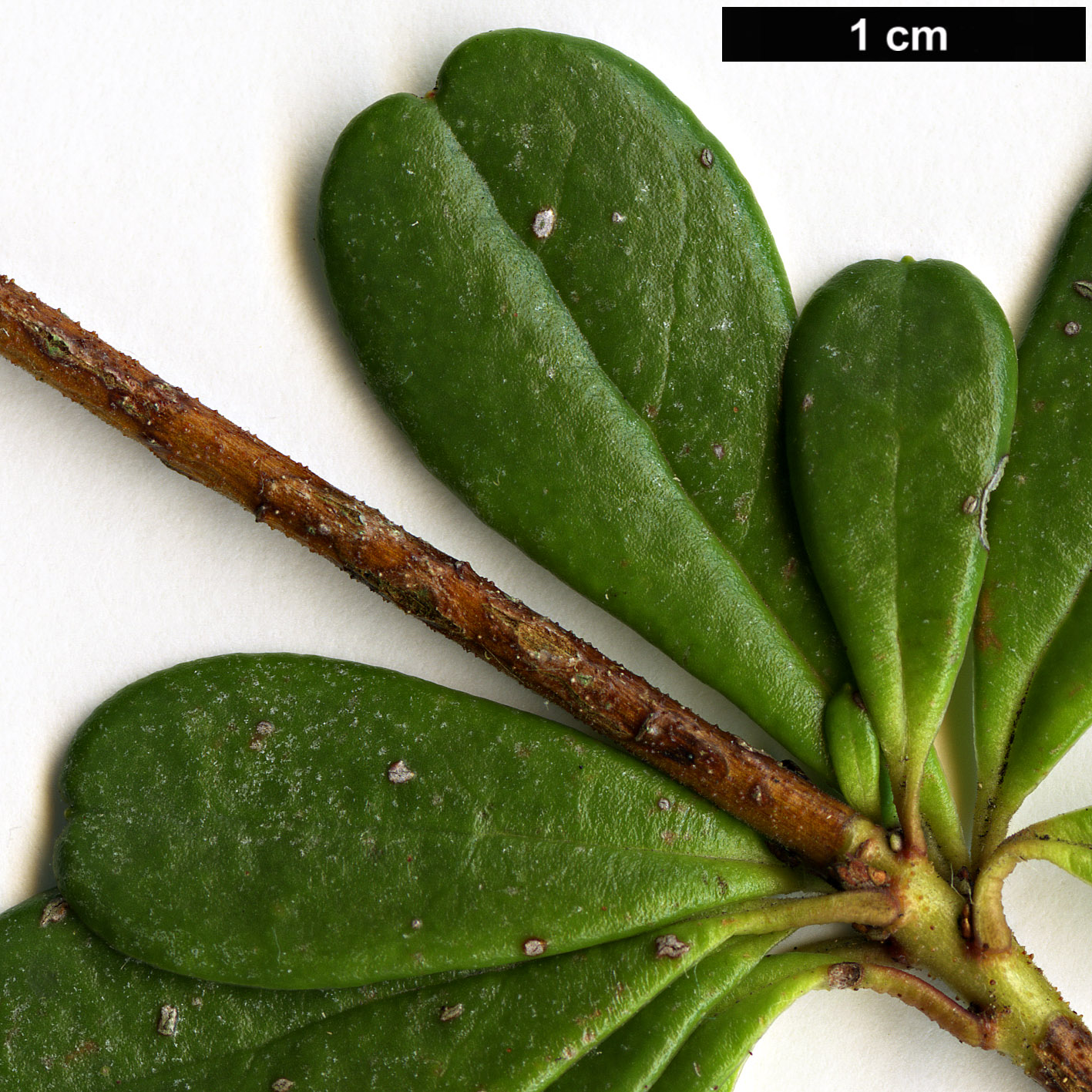 High resolution image: Family: Ericaceae - Genus: Rhododendron - Taxon: poilanei