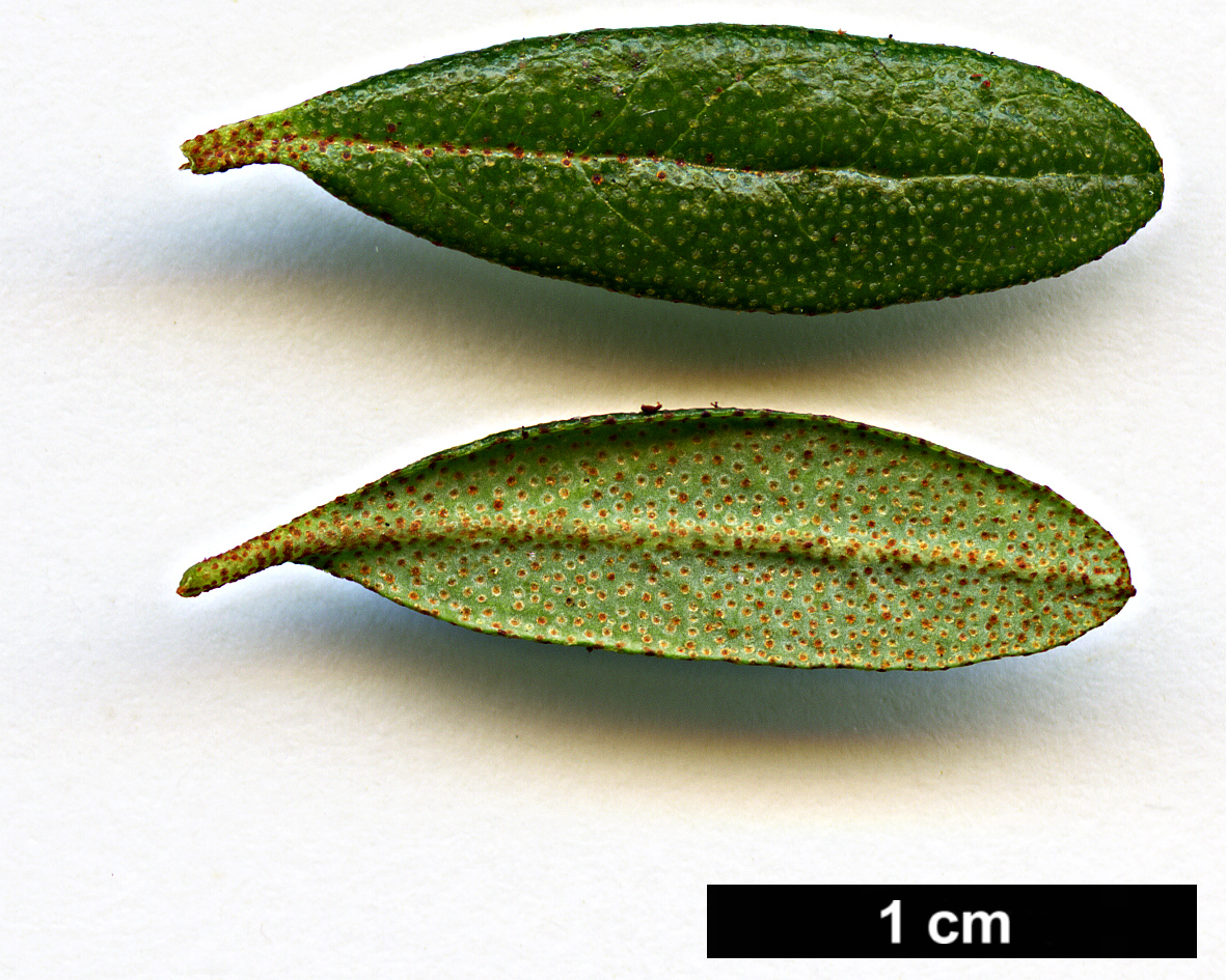 High resolution image: Family: Ericaceae - Genus: Rhododendron - Taxon: polycladum