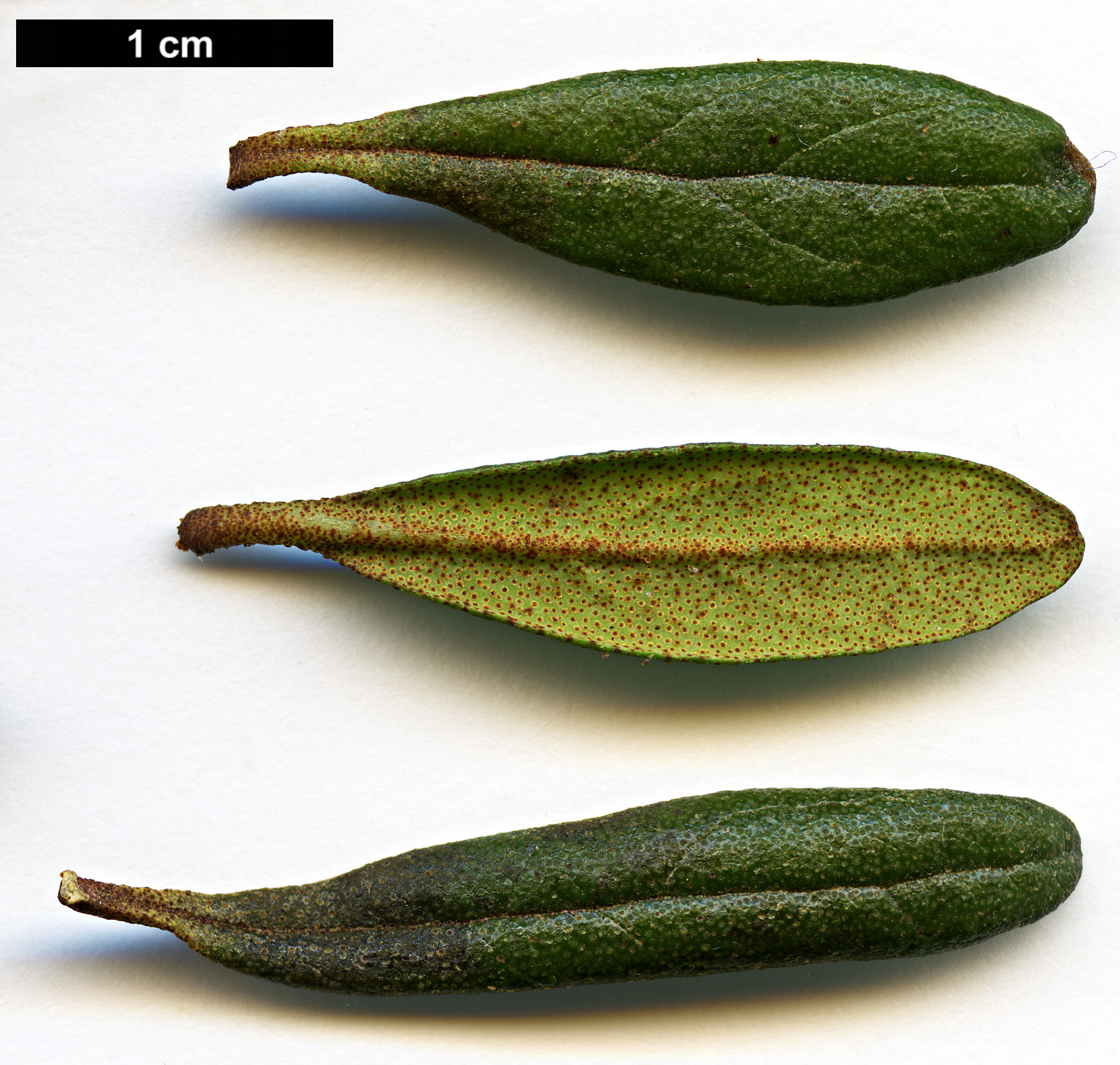 High resolution image: Family: Ericaceae - Genus: Rhododendron - Taxon: polycladum