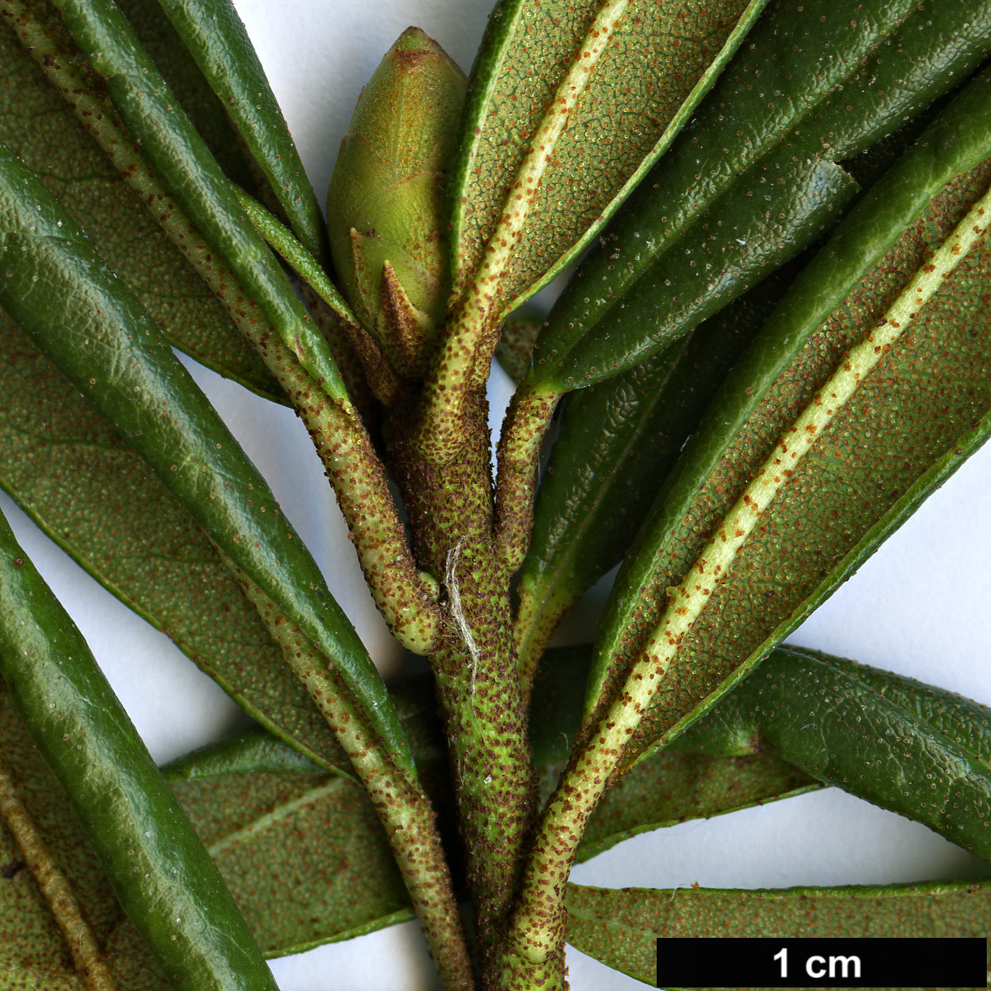 High resolution image: Family: Ericaceae - Genus: Rhododendron - Taxon: polylepis