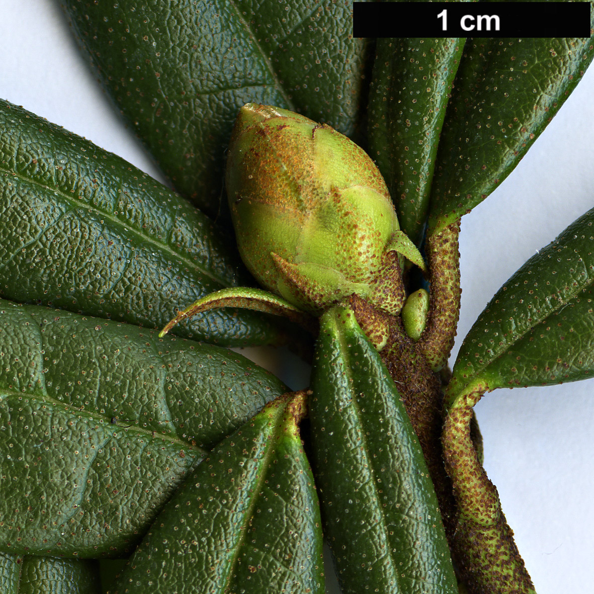 High resolution image: Family: Ericaceae - Genus: Rhododendron - Taxon: polylepis