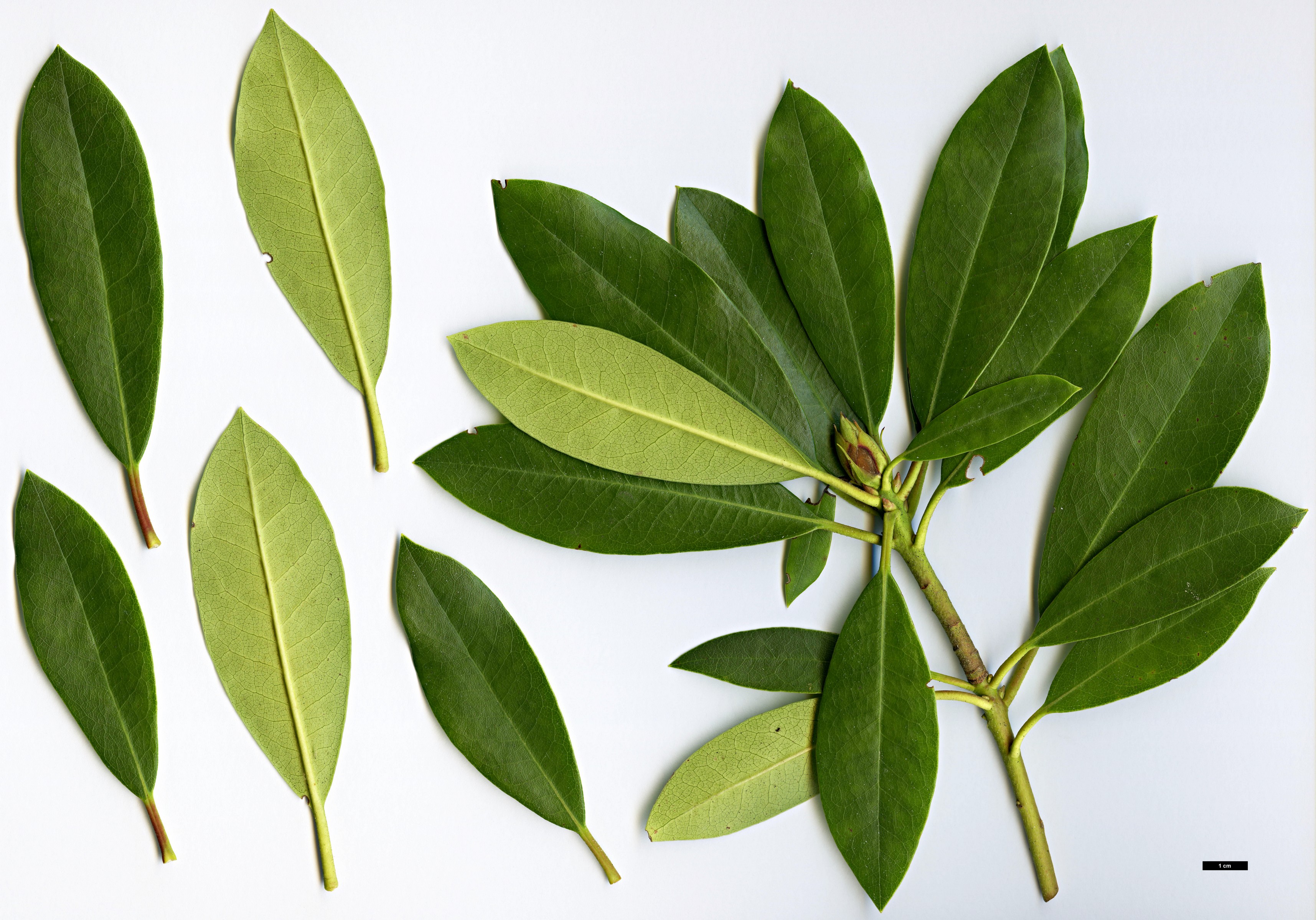 High resolution image: Family: Ericaceae - Genus: Rhododendron - Taxon: ponticum