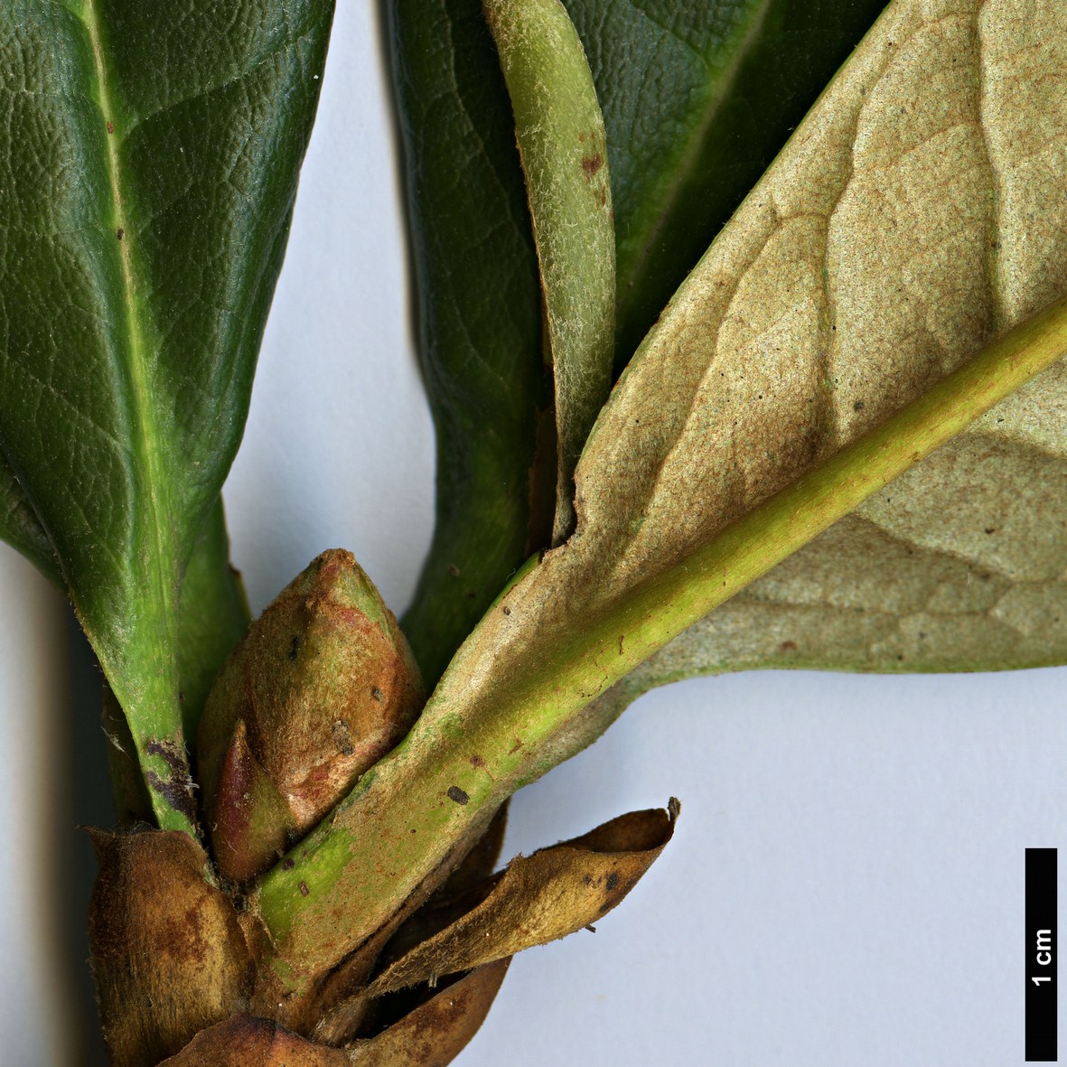 High resolution image: Family: Ericaceae - Genus: Rhododendron - Taxon: praestans