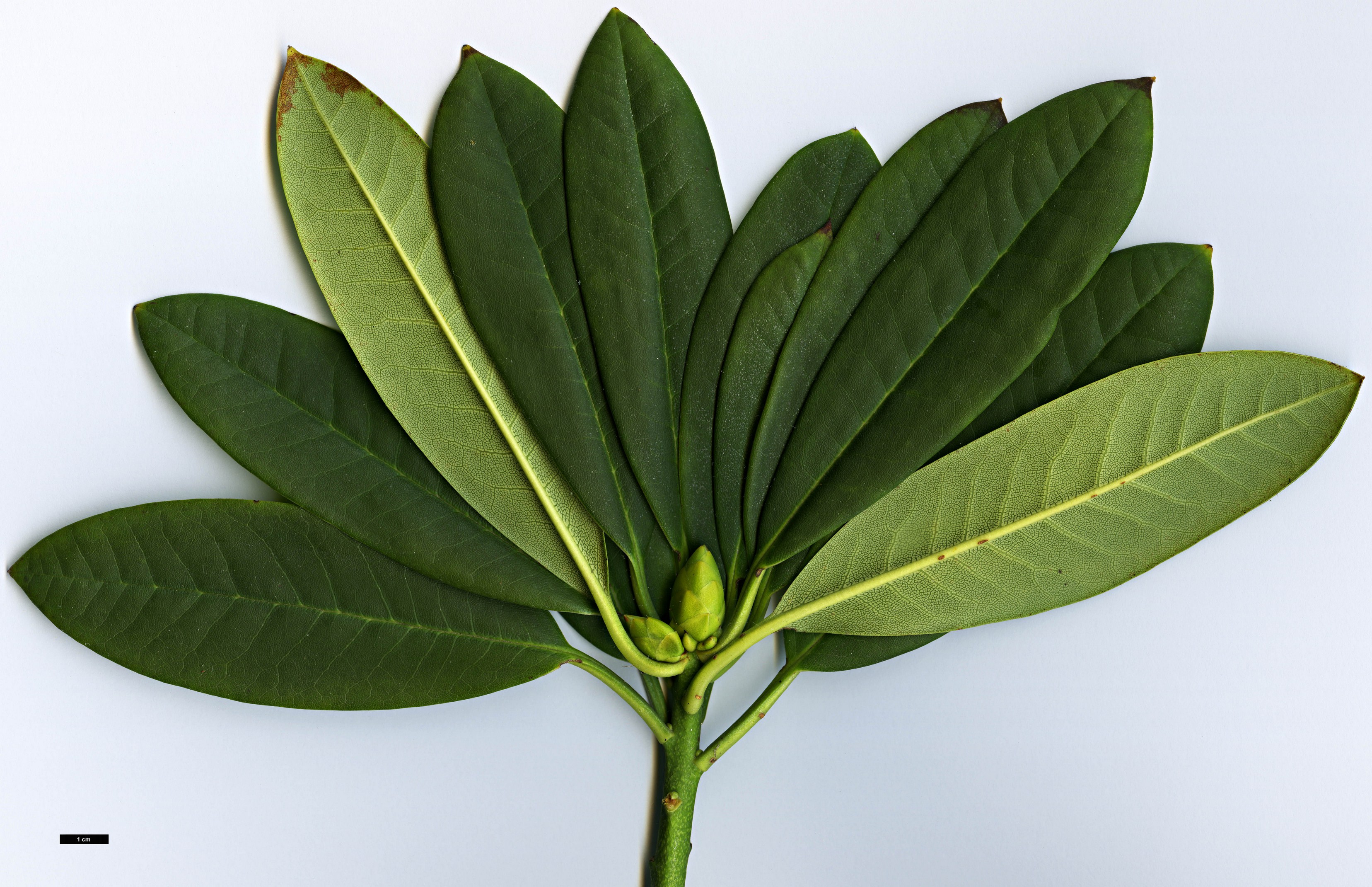 High resolution image: Family: Ericaceae - Genus: Rhododendron - Taxon: praevernum