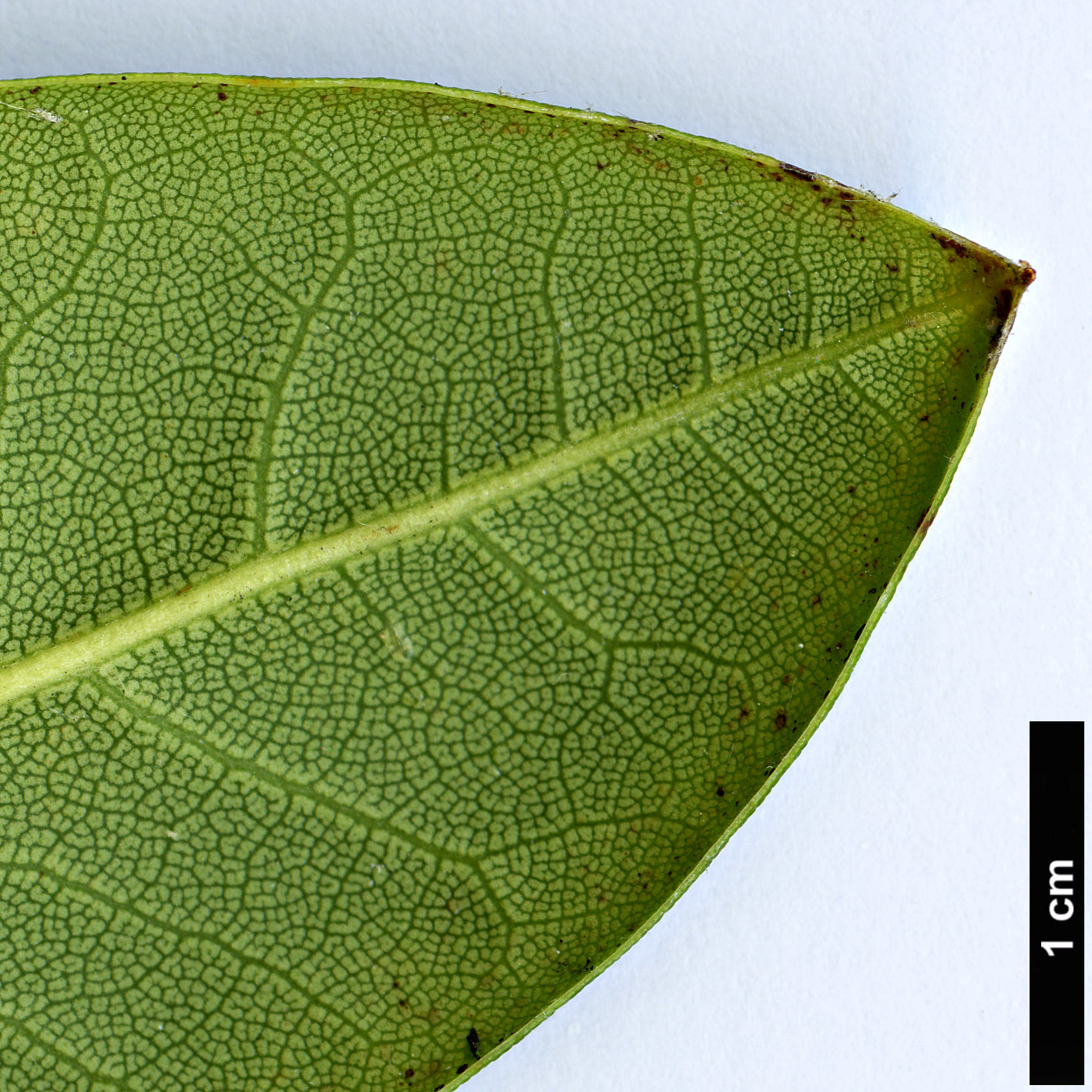 High resolution image: Family: Ericaceae - Genus: Rhododendron - Taxon: praevernum