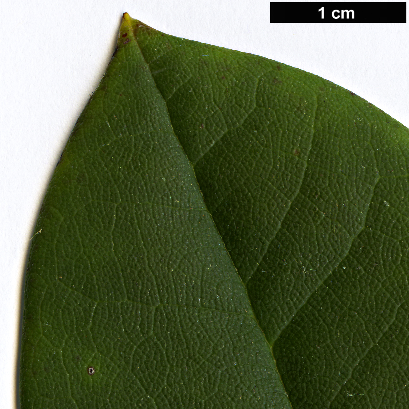 High resolution image: Family: Ericaceae - Genus: Rhododendron - Taxon: praevernum