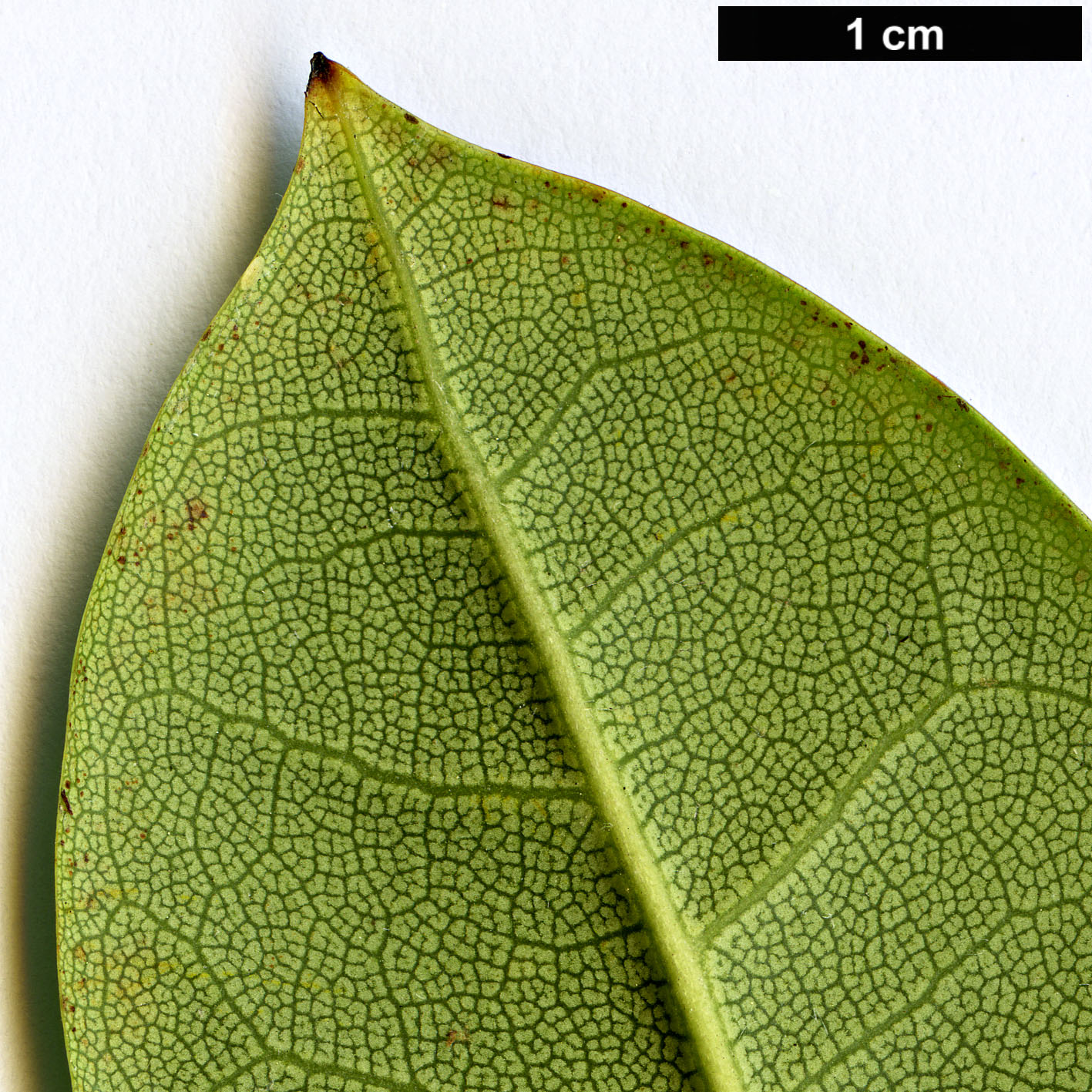 High resolution image: Family: Ericaceae - Genus: Rhododendron - Taxon: praevernum