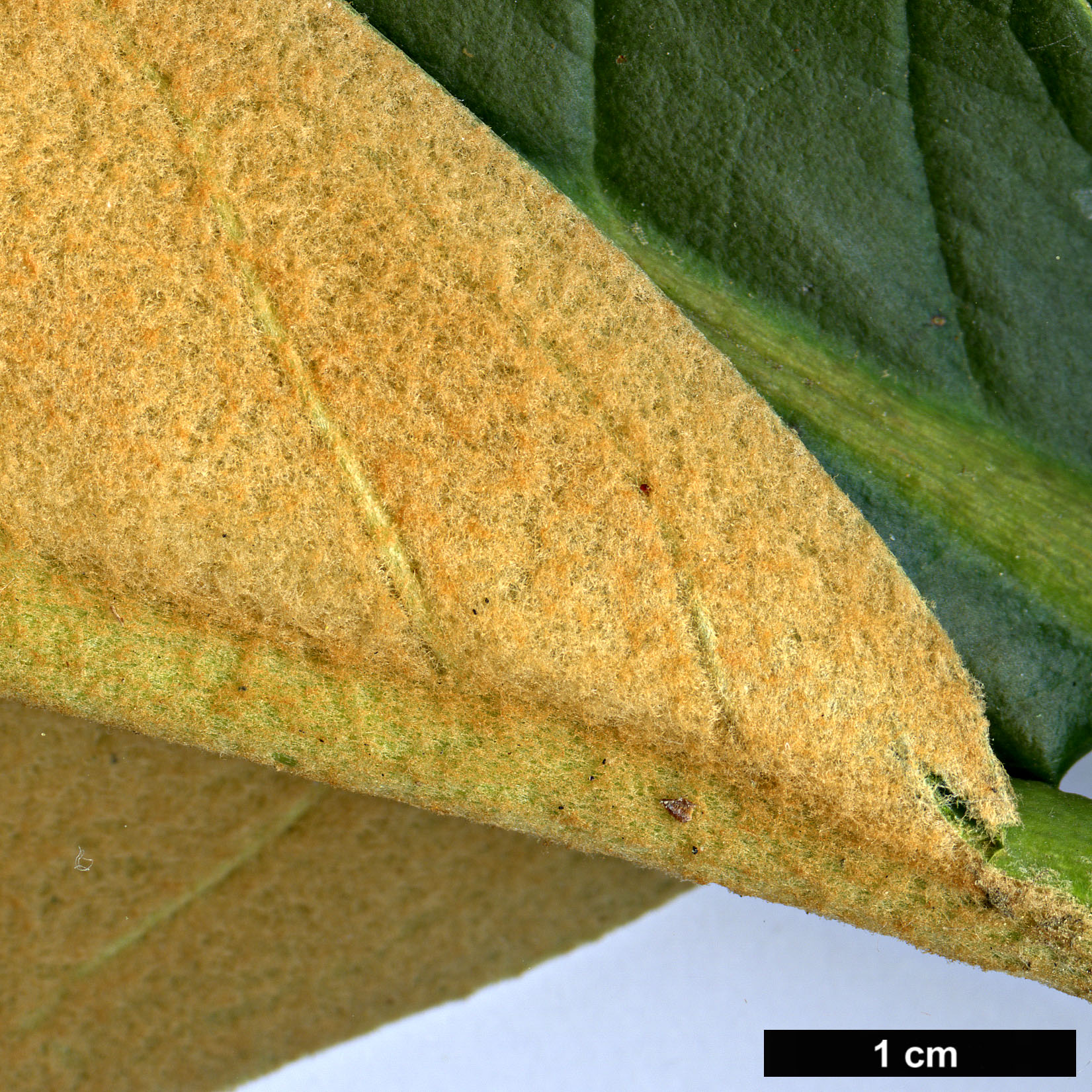 High resolution image: Family: Ericaceae - Genus: Rhododendron - Taxon: preptum