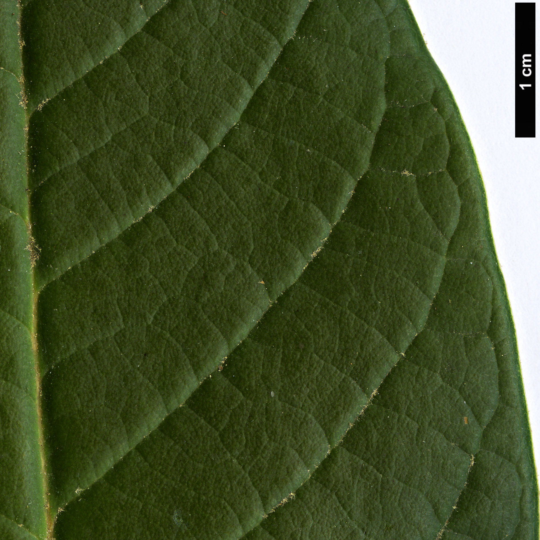 High resolution image: Family: Ericaceae - Genus: Rhododendron - Taxon: preptum