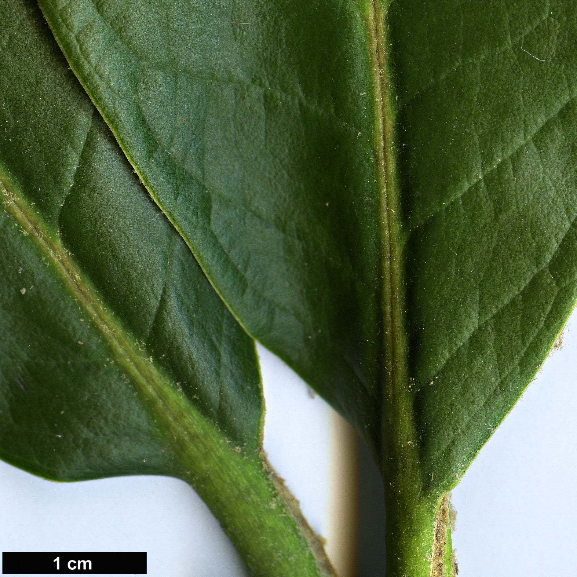 High resolution image: Family: Ericaceae - Genus: Rhododendron - Taxon: preptum