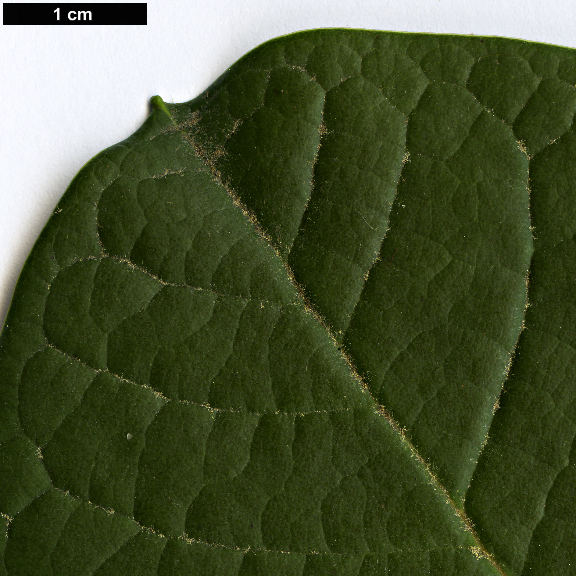 High resolution image: Family: Ericaceae - Genus: Rhododendron - Taxon: preptum