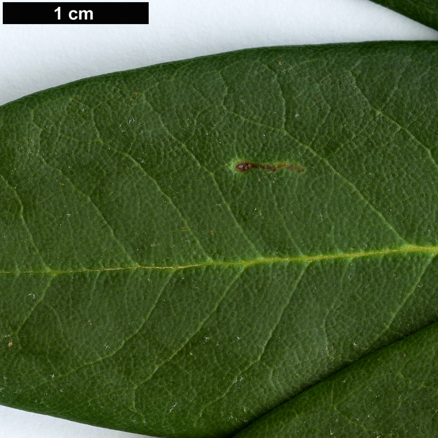 High resolution image: Family: Ericaceae - Genus: Rhododendron - Taxon: principis