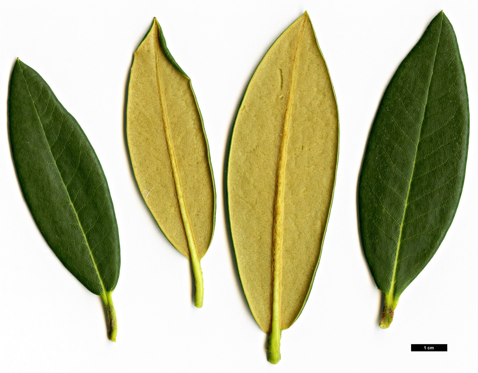 High resolution image: Family: Ericaceae - Genus: Rhododendron - Taxon: principis
