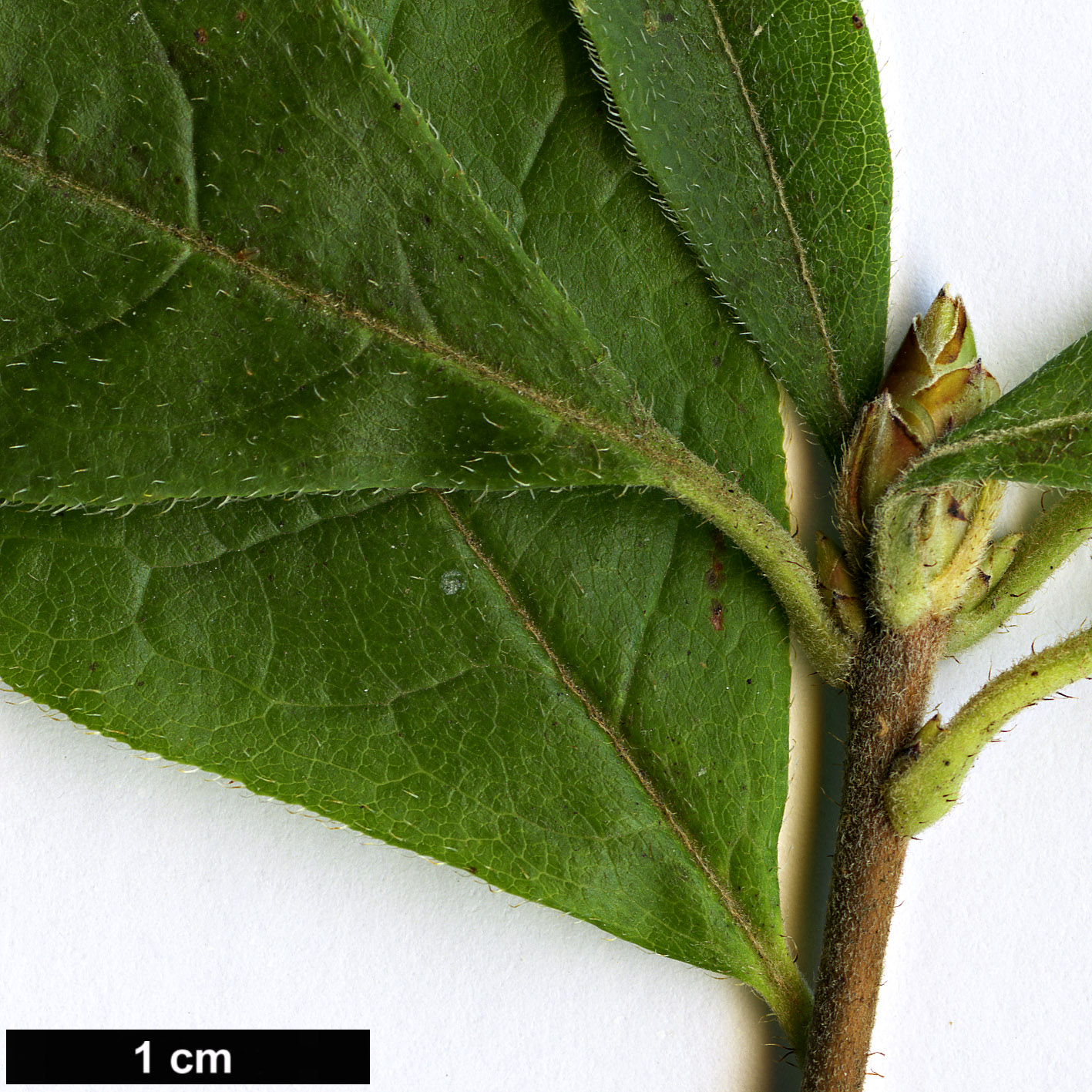 High resolution image: Family: Ericaceae - Genus: Rhododendron - Taxon: prinophyllum