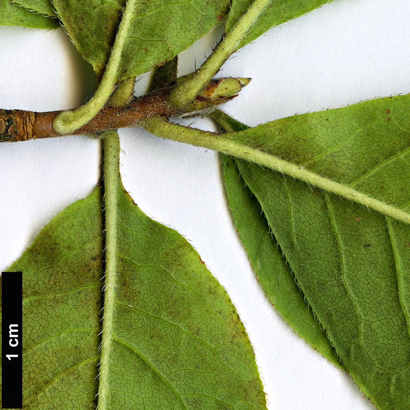 High resolution image: Family: Ericaceae - Genus: Rhododendron - Taxon: prinophyllum
