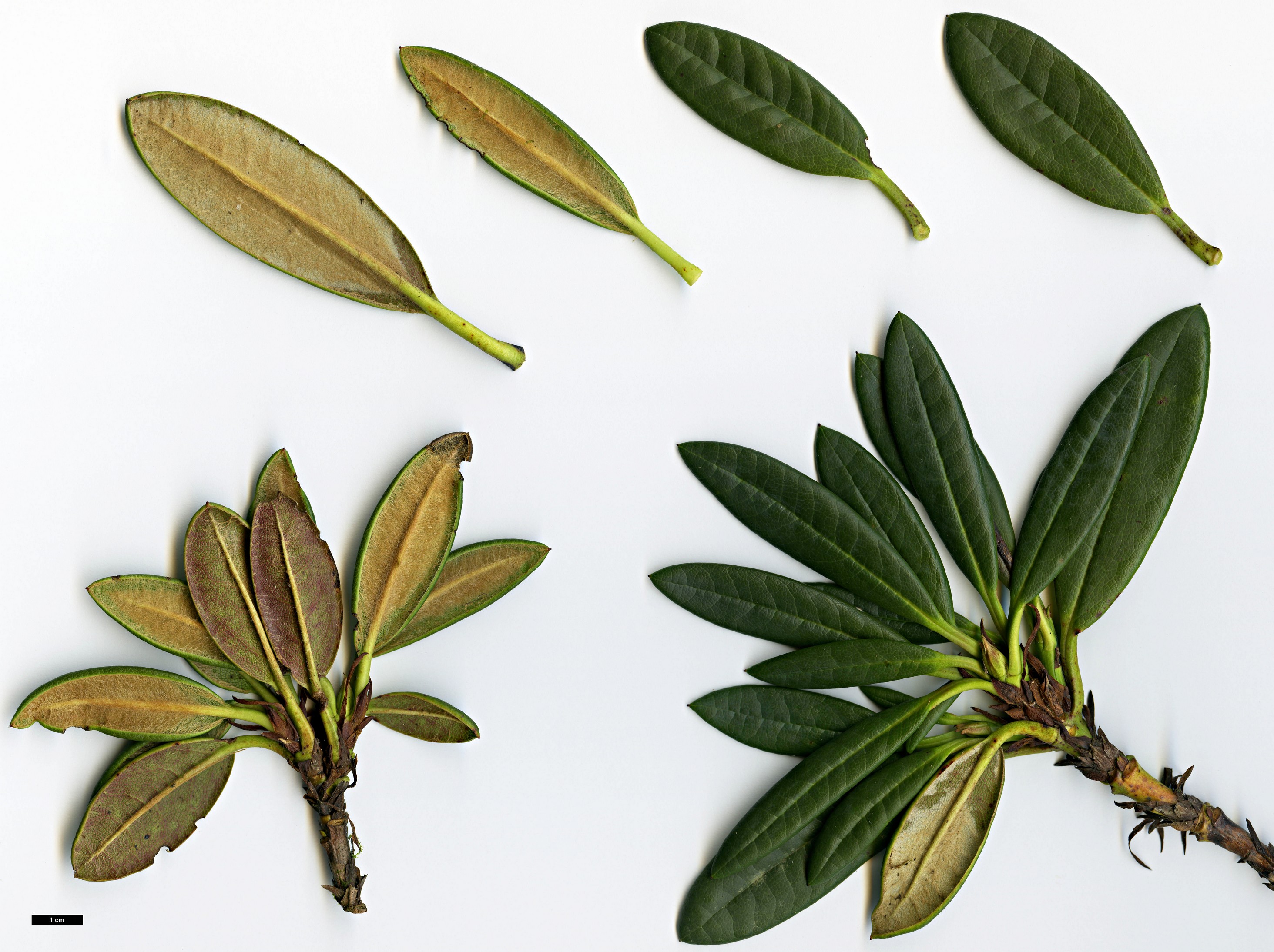 High resolution image: Family: Ericaceae - Genus: Rhododendron - Taxon: pronum