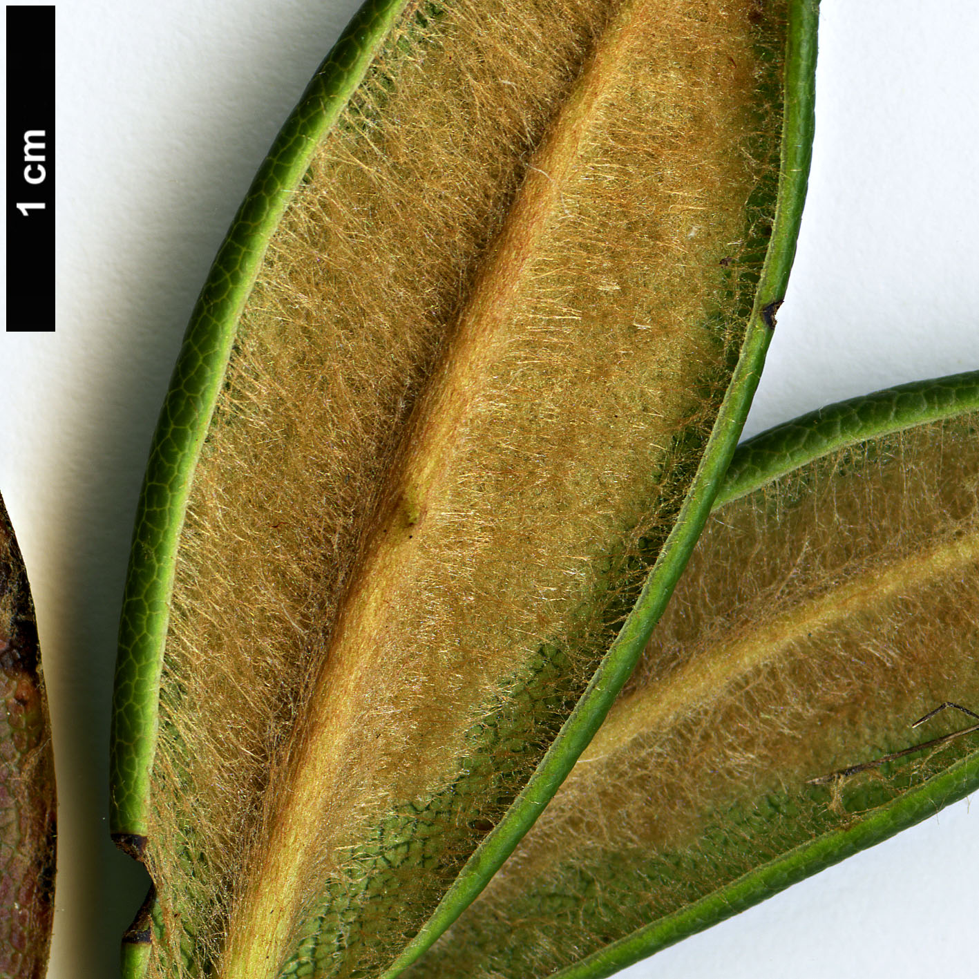 High resolution image: Family: Ericaceae - Genus: Rhododendron - Taxon: pronum