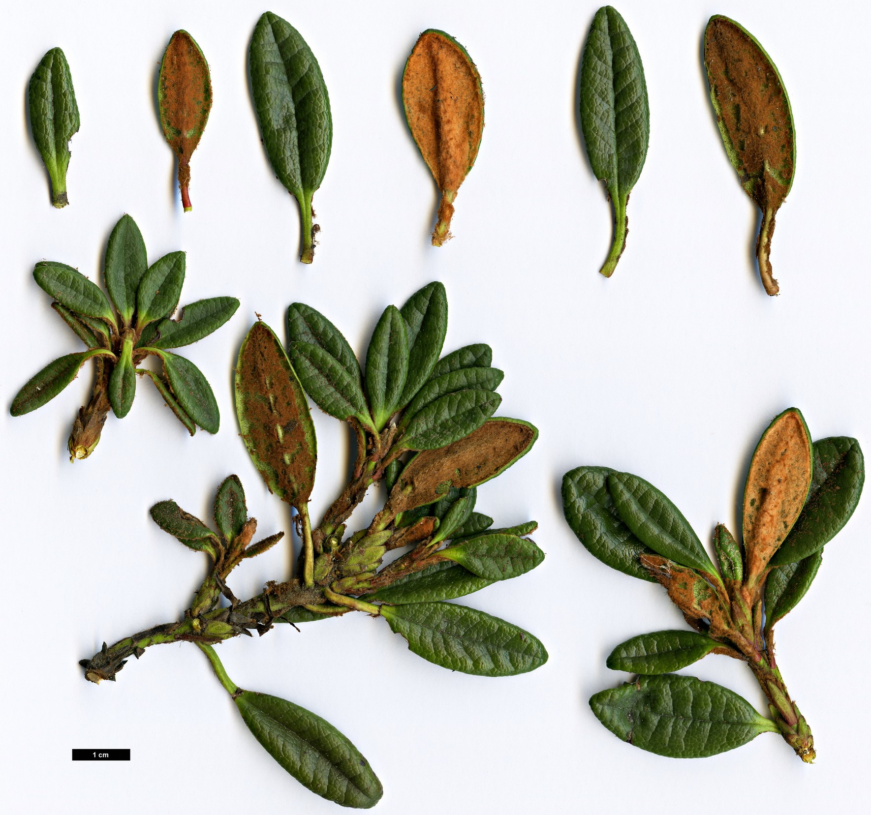 High resolution image: Family: Ericaceae - Genus: Rhododendron - Taxon: proteoides