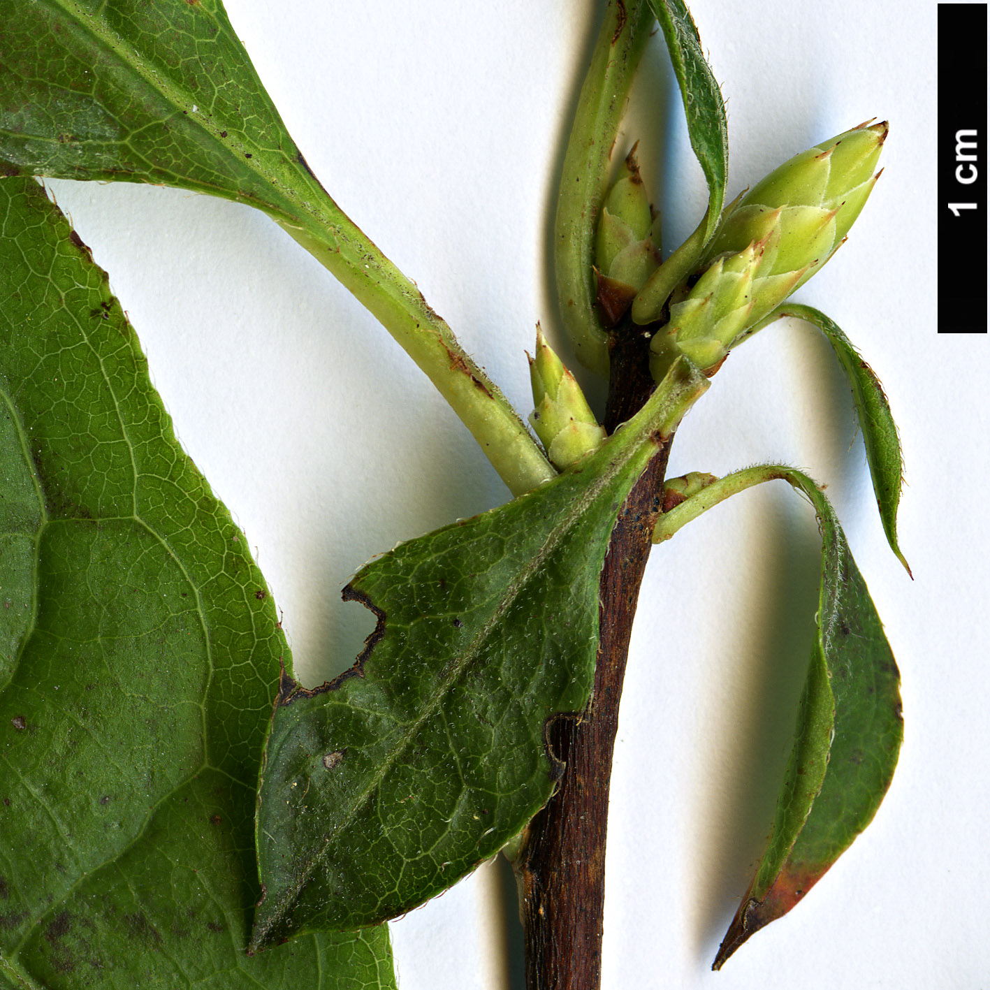 High resolution image: Family: Ericaceae - Genus: Rhododendron - Taxon: prunifolium