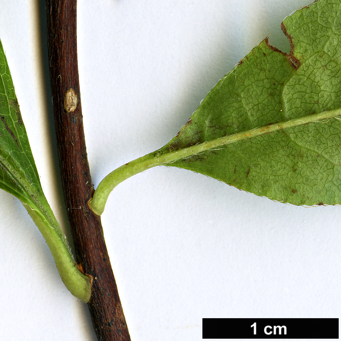 High resolution image: Family: Ericaceae - Genus: Rhododendron - Taxon: prunifolium