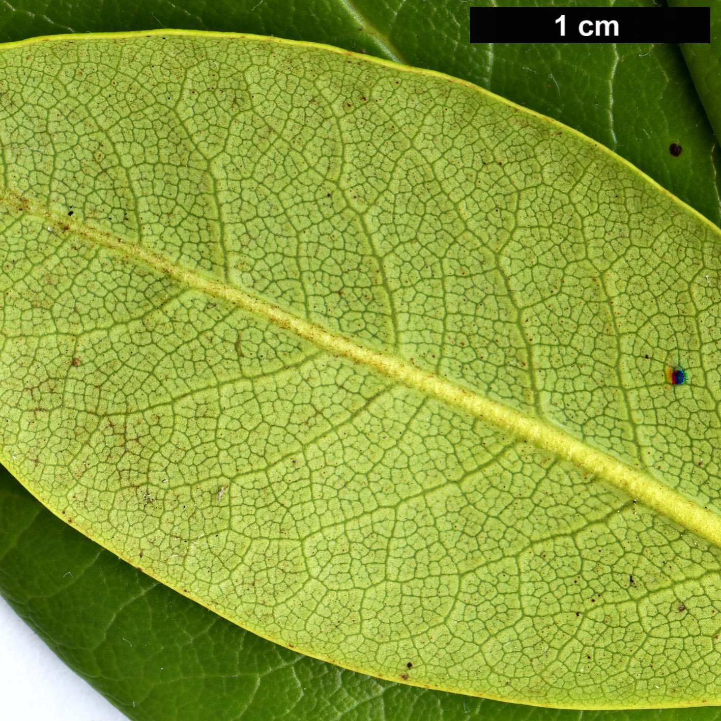 High resolution image: Family: Ericaceae - Genus: Rhododendron - Taxon: przewalski