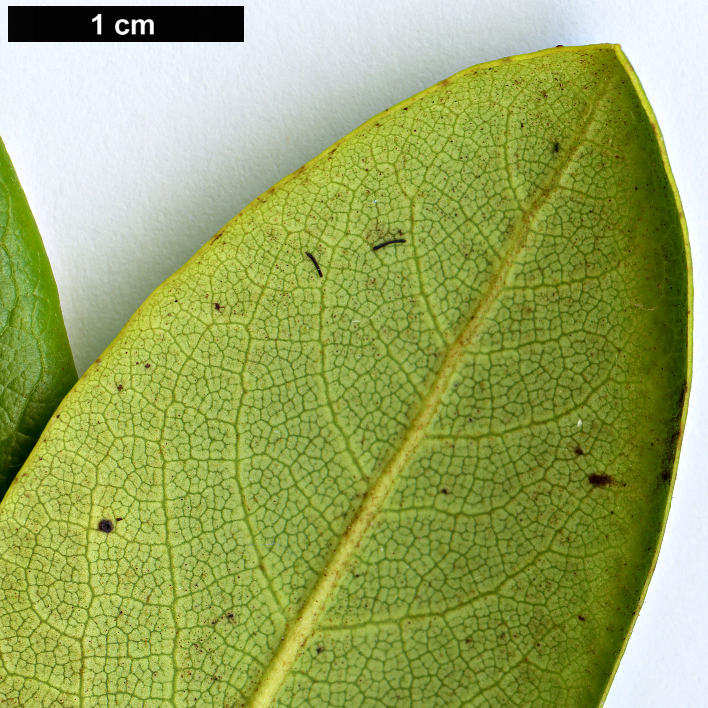 High resolution image: Family: Ericaceae - Genus: Rhododendron - Taxon: przewalski